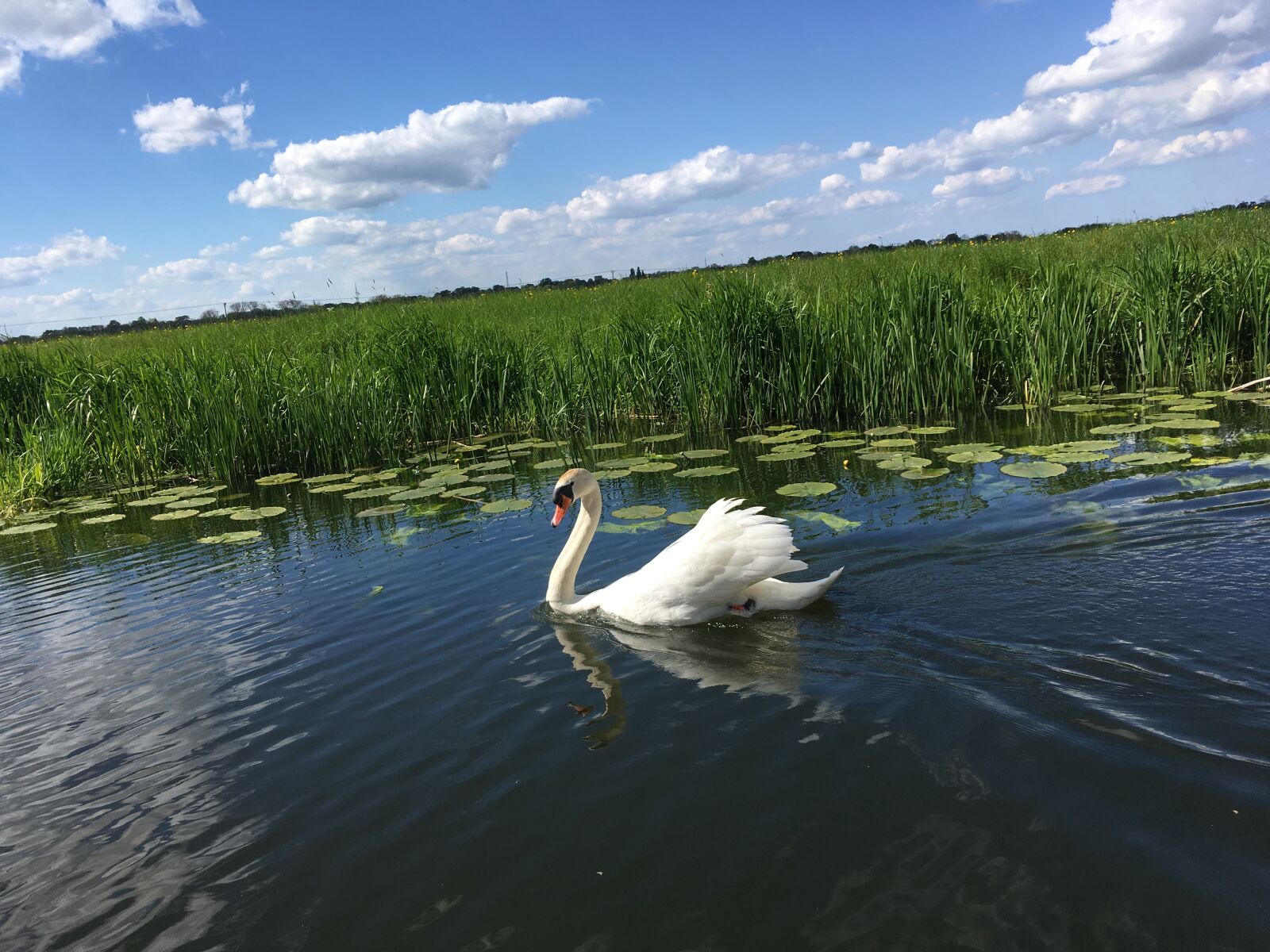iPhone SE back camera 4.15mm f/2.2 sample photo. River, swan, nature photography