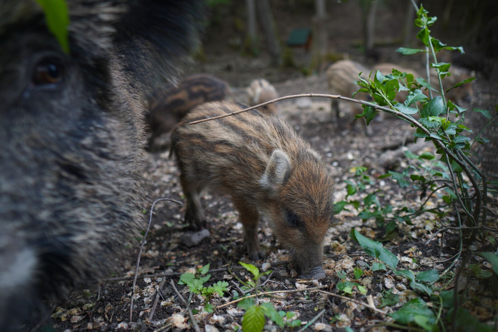 Sony a6400 + Sigma 16mm F1.4 DC DN | C sample photo. Wild boar, pig, sows photography