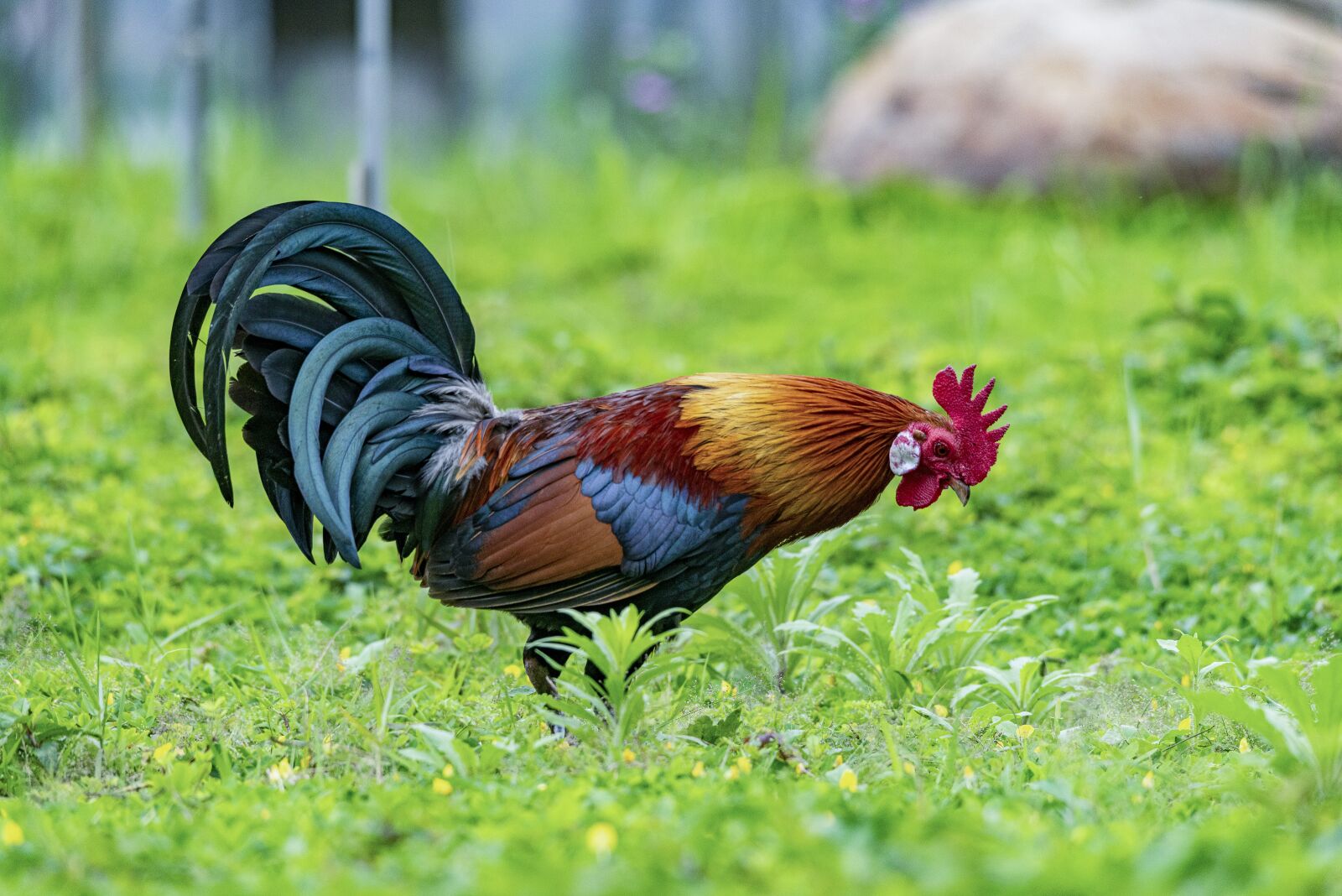 Nikon D810 sample photo. Chicken, rico, delicious photography