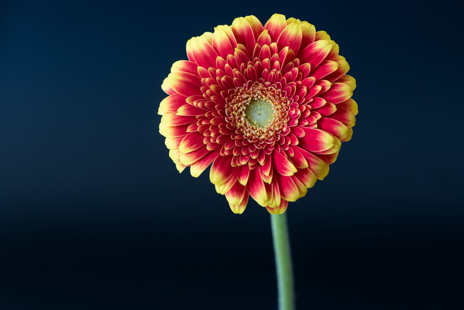 Nikon D750 sample photo. Gerbera, flower, blossom photography