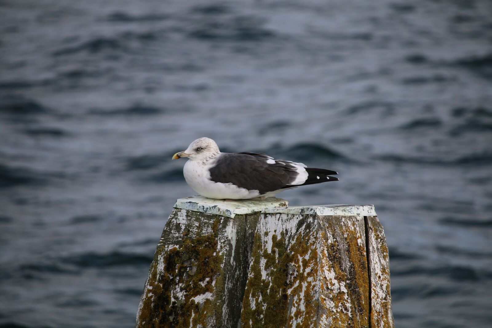 Canon EOS 70D + Canon EF-S 55-250mm F4-5.6 IS STM sample photo. Seagull, sea, baltic sea photography