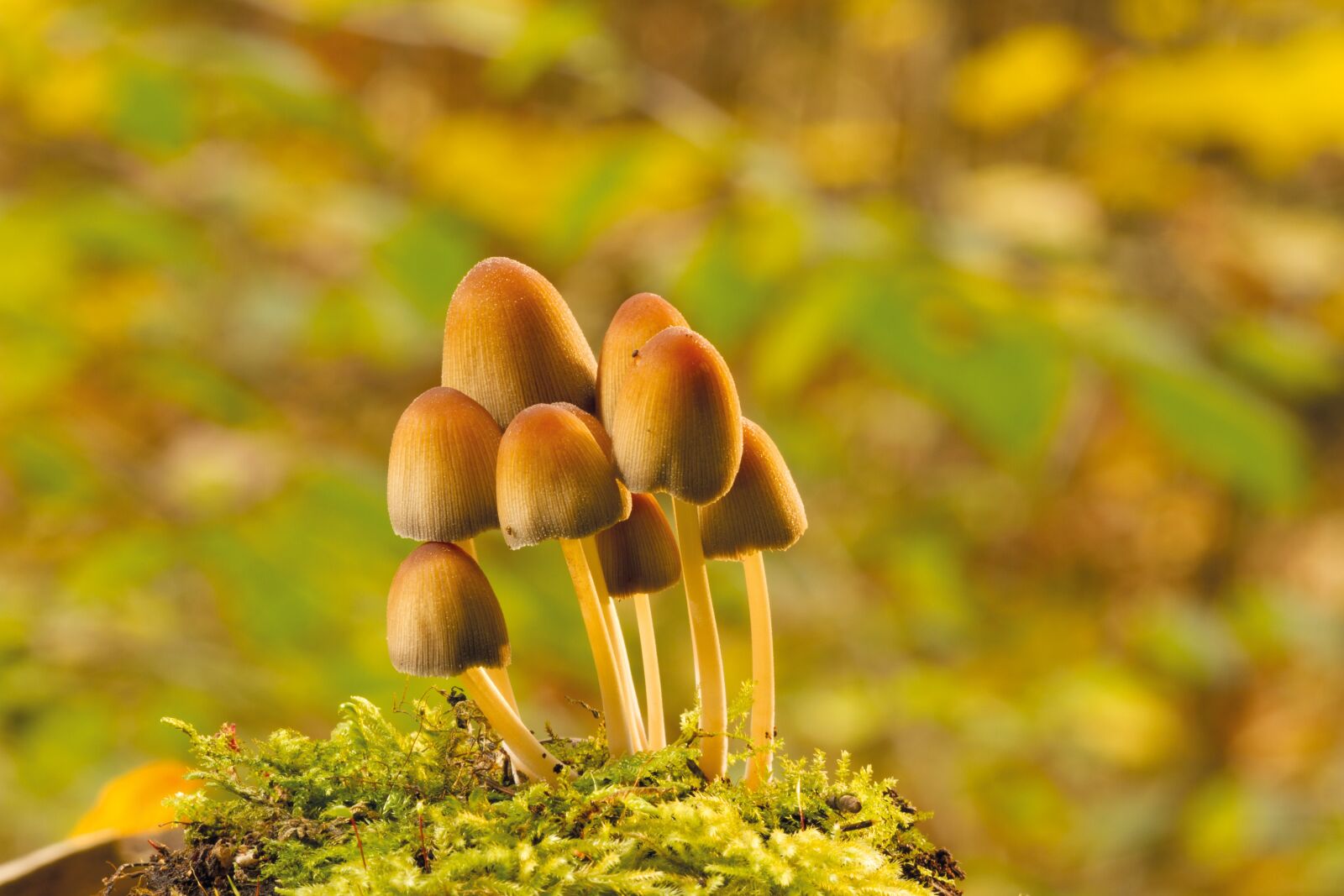 Canon EOS 7D sample photo. Mica ink cap mushrooms photography