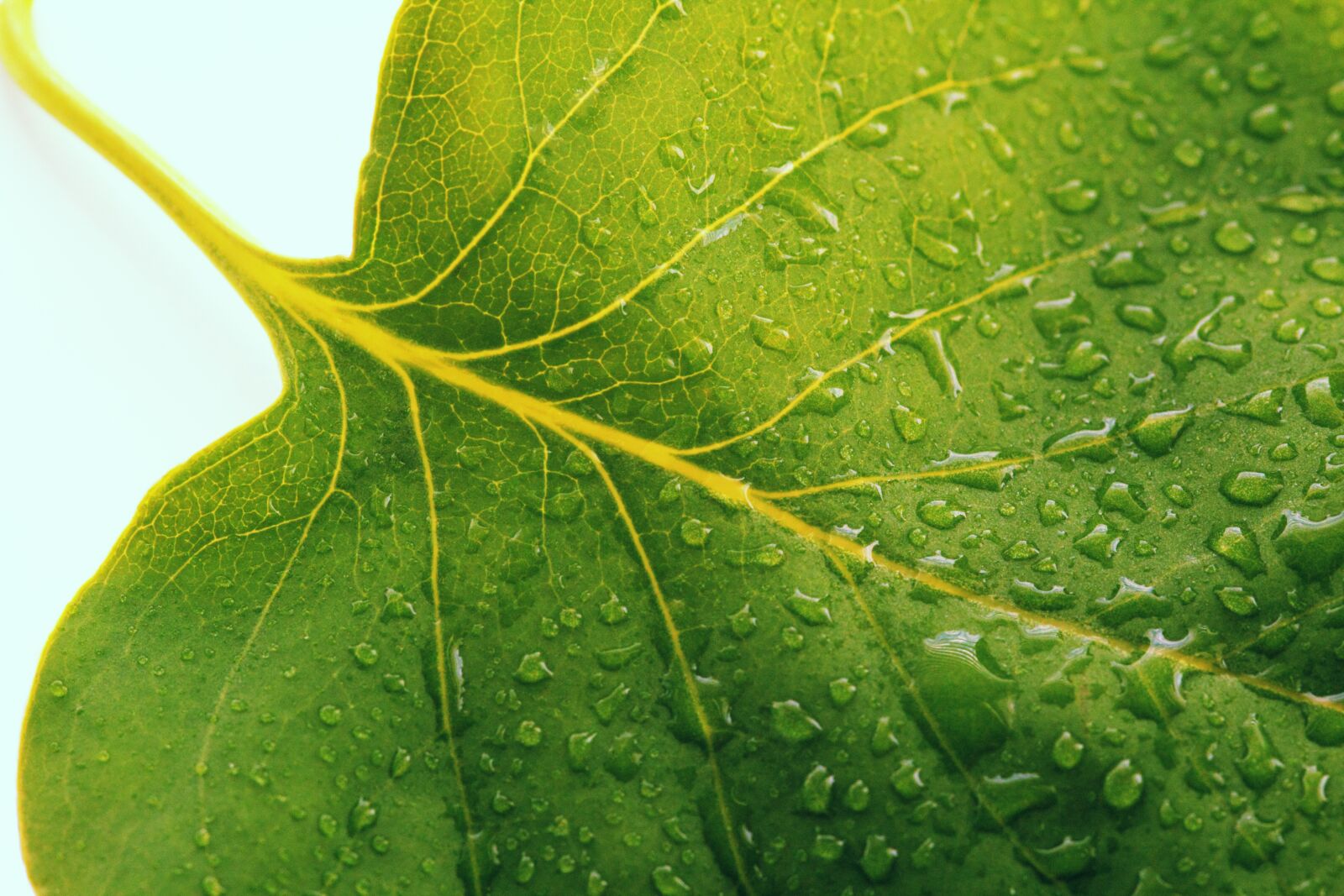 Canon EOS 550D (EOS Rebel T2i / EOS Kiss X4) sample photo. Dew, dewdrop, dewdrops, drops photography
