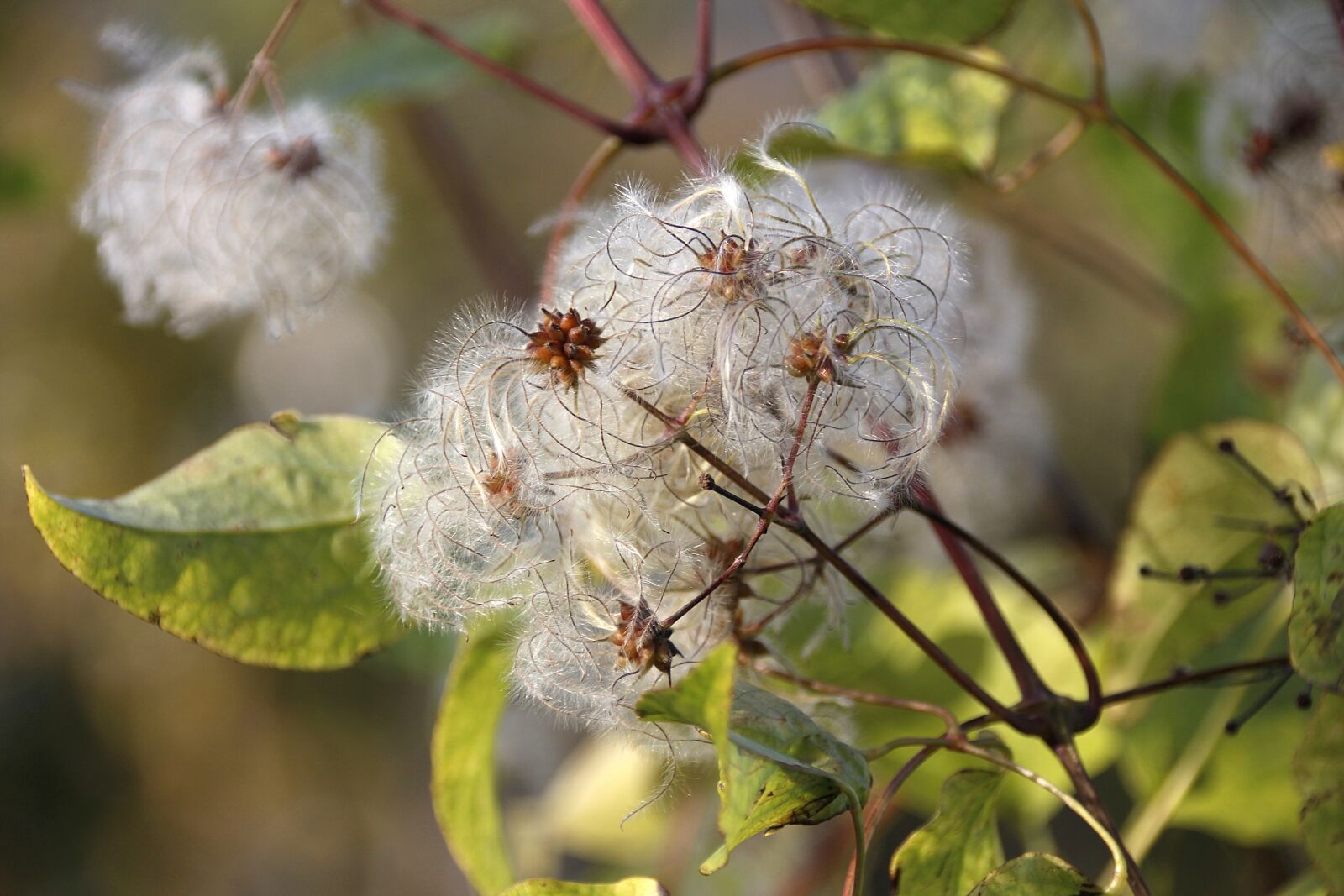 Canon EOS 650D (EOS Rebel T4i / EOS Kiss X6i) sample photo. Plant, bush, autumn photography