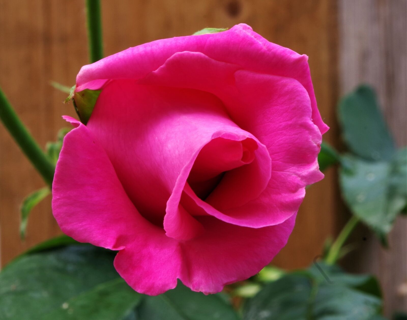 Pentax K-50 sample photo. Flower, rosa, rose photography