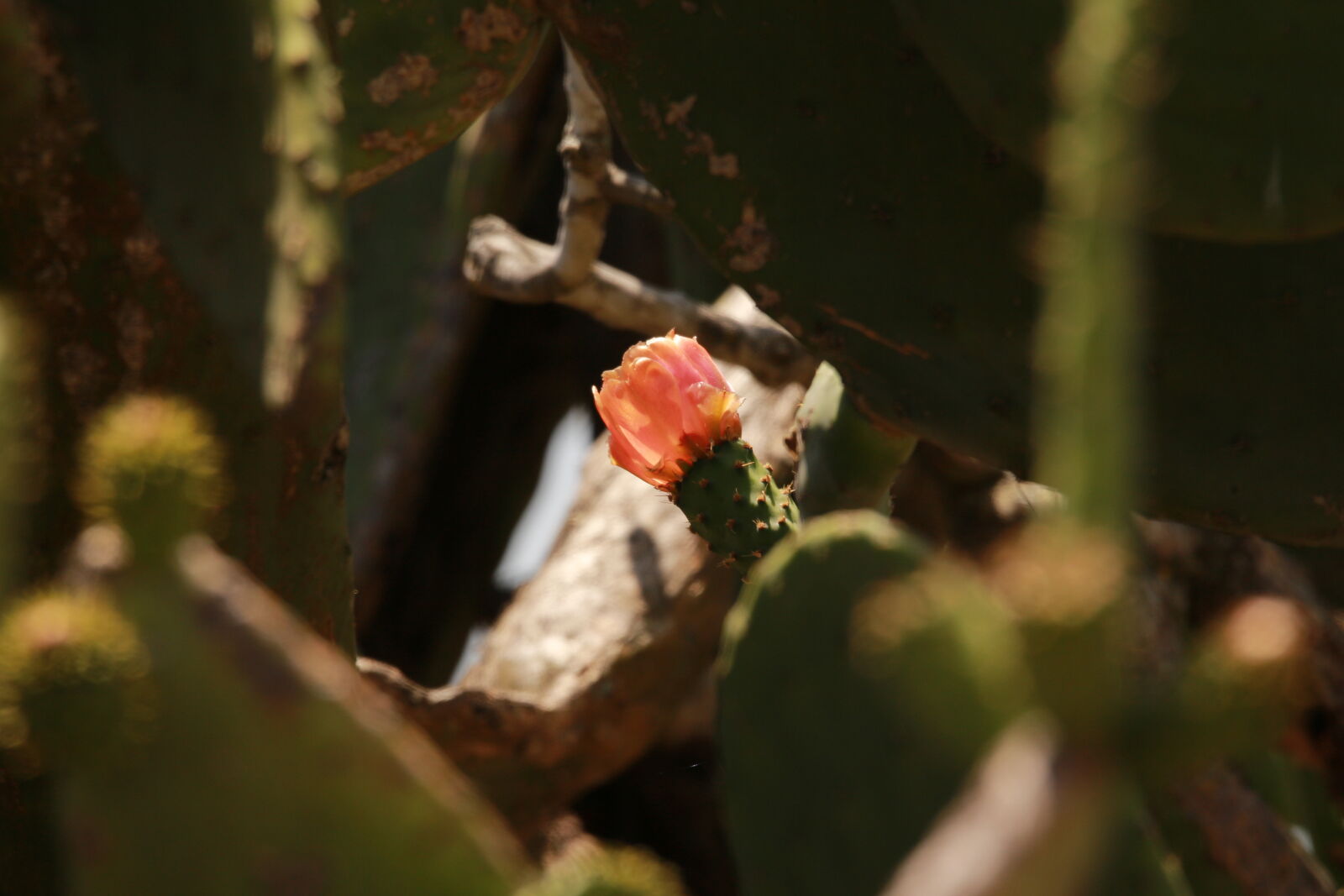 Canon EOS 700D (EOS Rebel T5i / EOS Kiss X7i) sample photo. Cactus, cactus, plant, prickly photography
