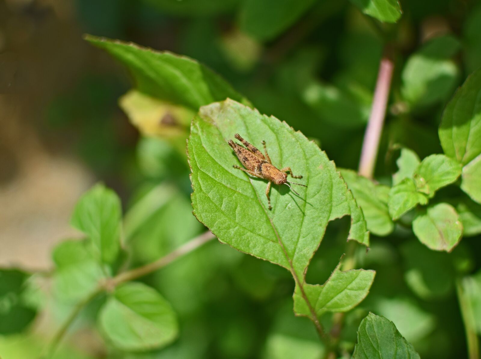 Nikon D3300 sample photo. Brown grasshopper, chortophaga viridifasciata photography