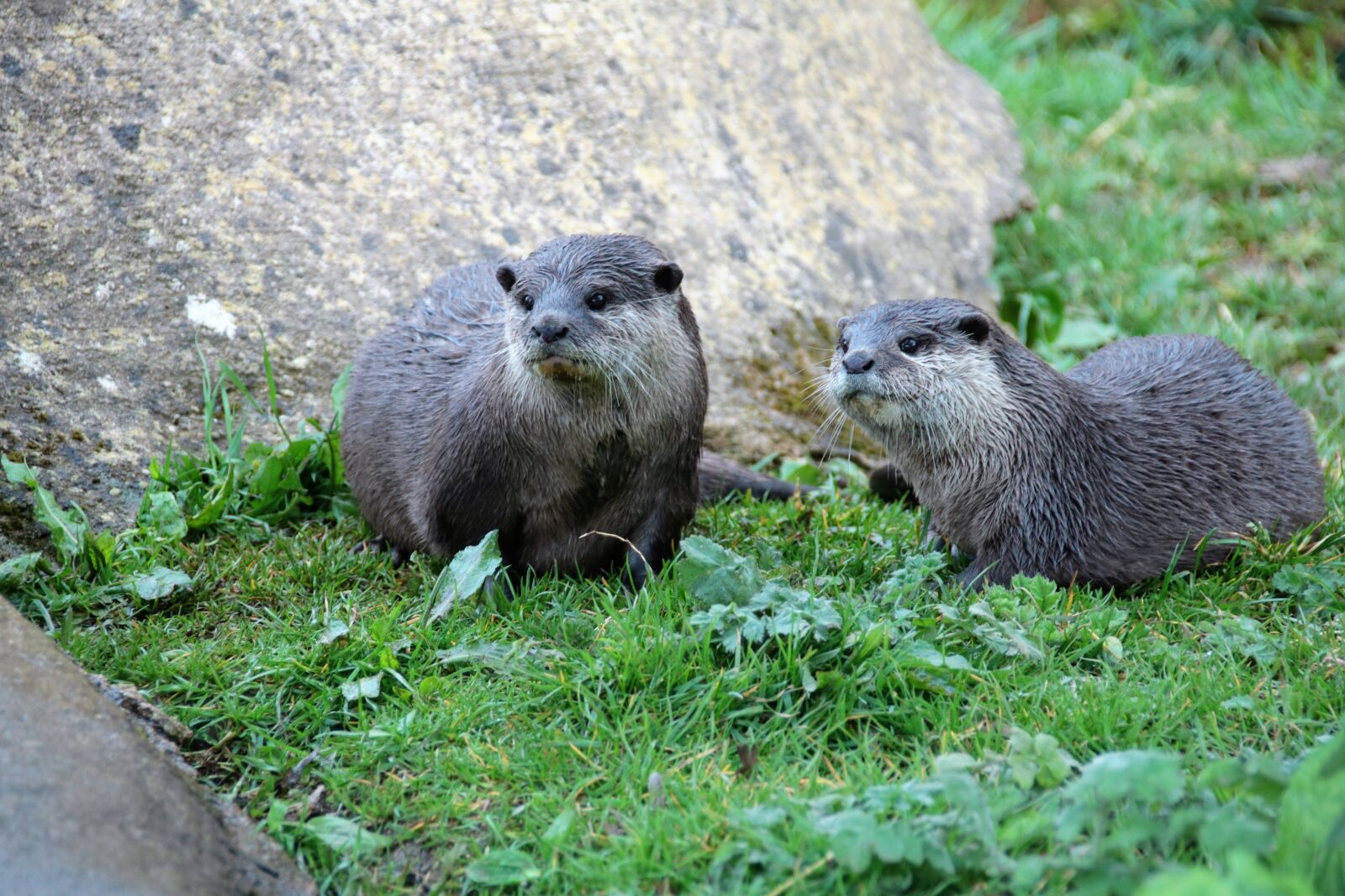 Canon EOS 760D (EOS Rebel T6s / EOS 8000D) sample photo. Pair of otters, otter photography