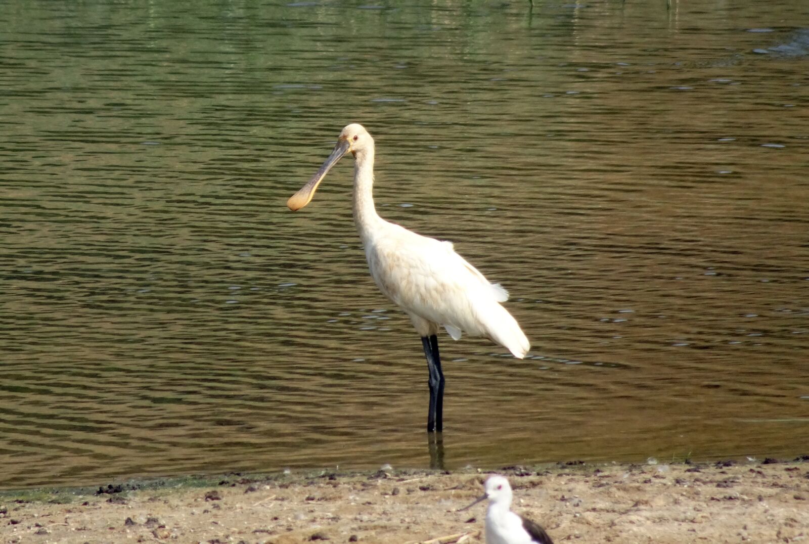 Sony Cyber-shot DSC-HX90V sample photo. Eurasian spoonbill, common spoonbill photography