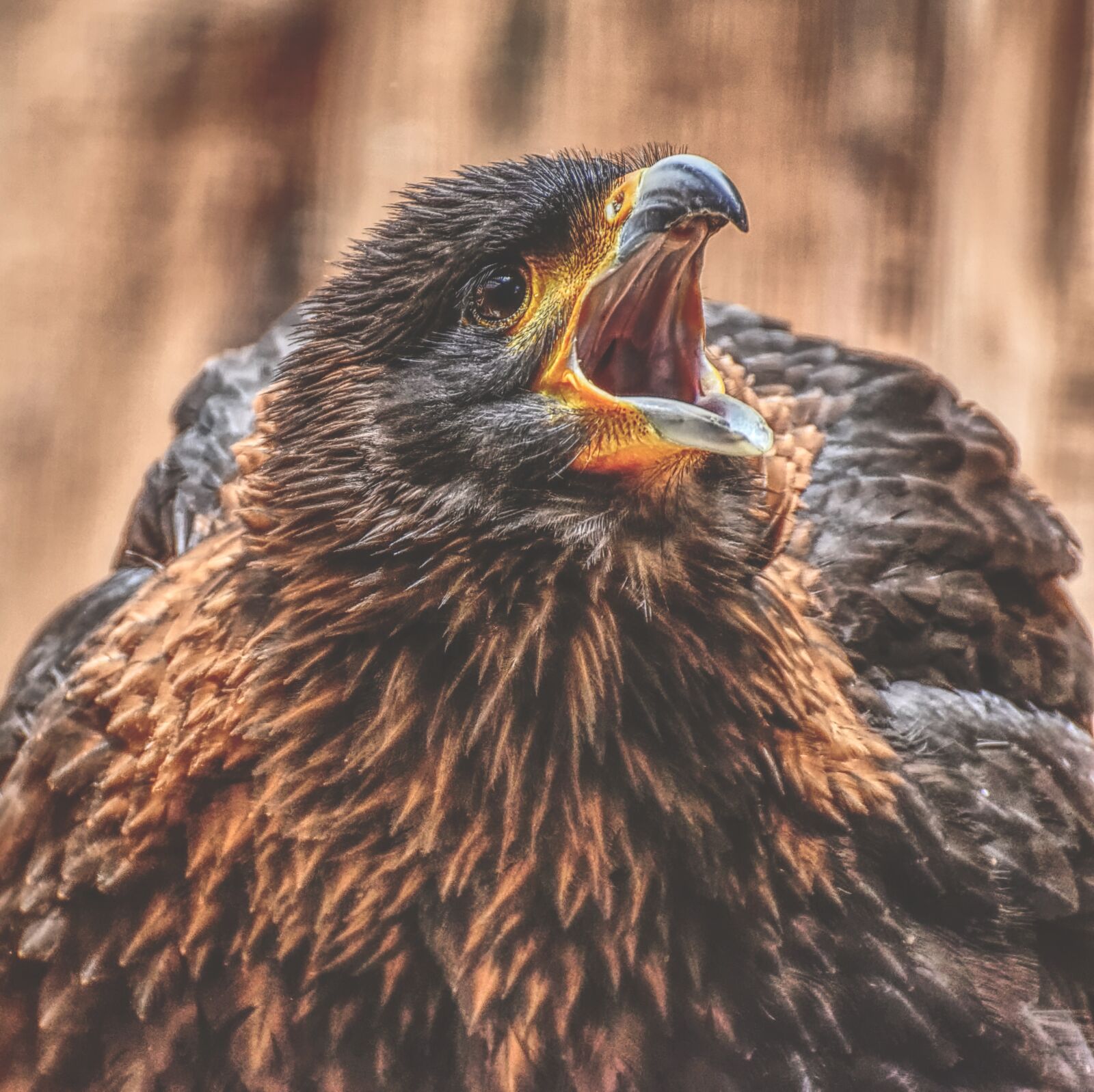 Nikon D7200 sample photo. Buzzard, harris hawk, raptor photography