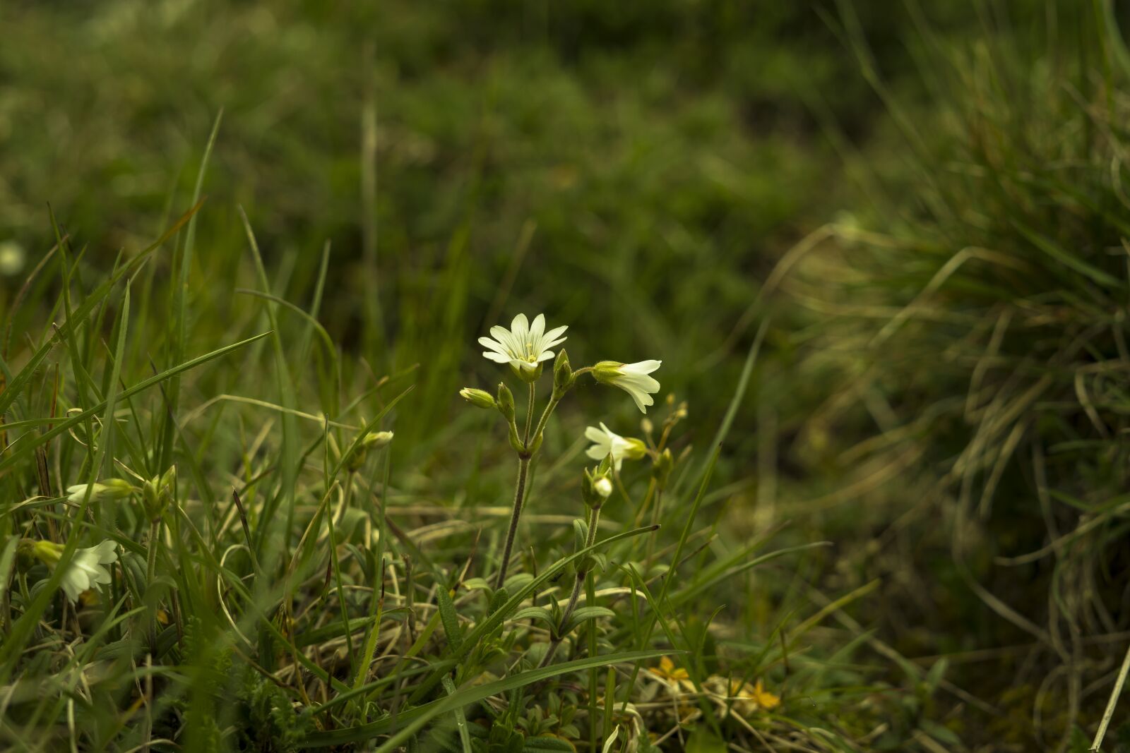 Sony a6300 + Sigma 30mm F2.8 EX DN sample photo. Grasses, white blossom, grass photography
