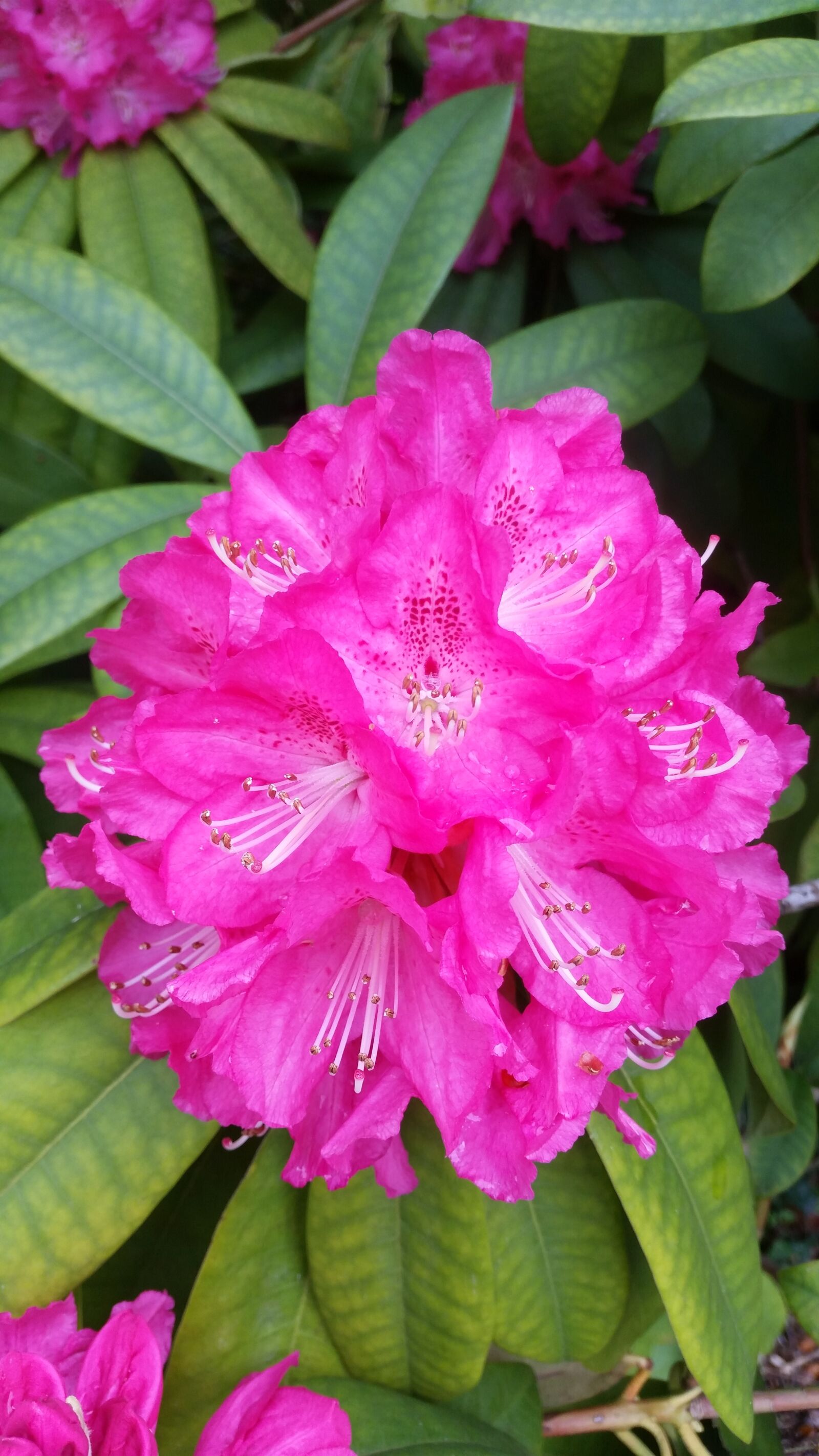 Samsung Galaxy S5 sample photo. Rhododendron, pink, spring photography
