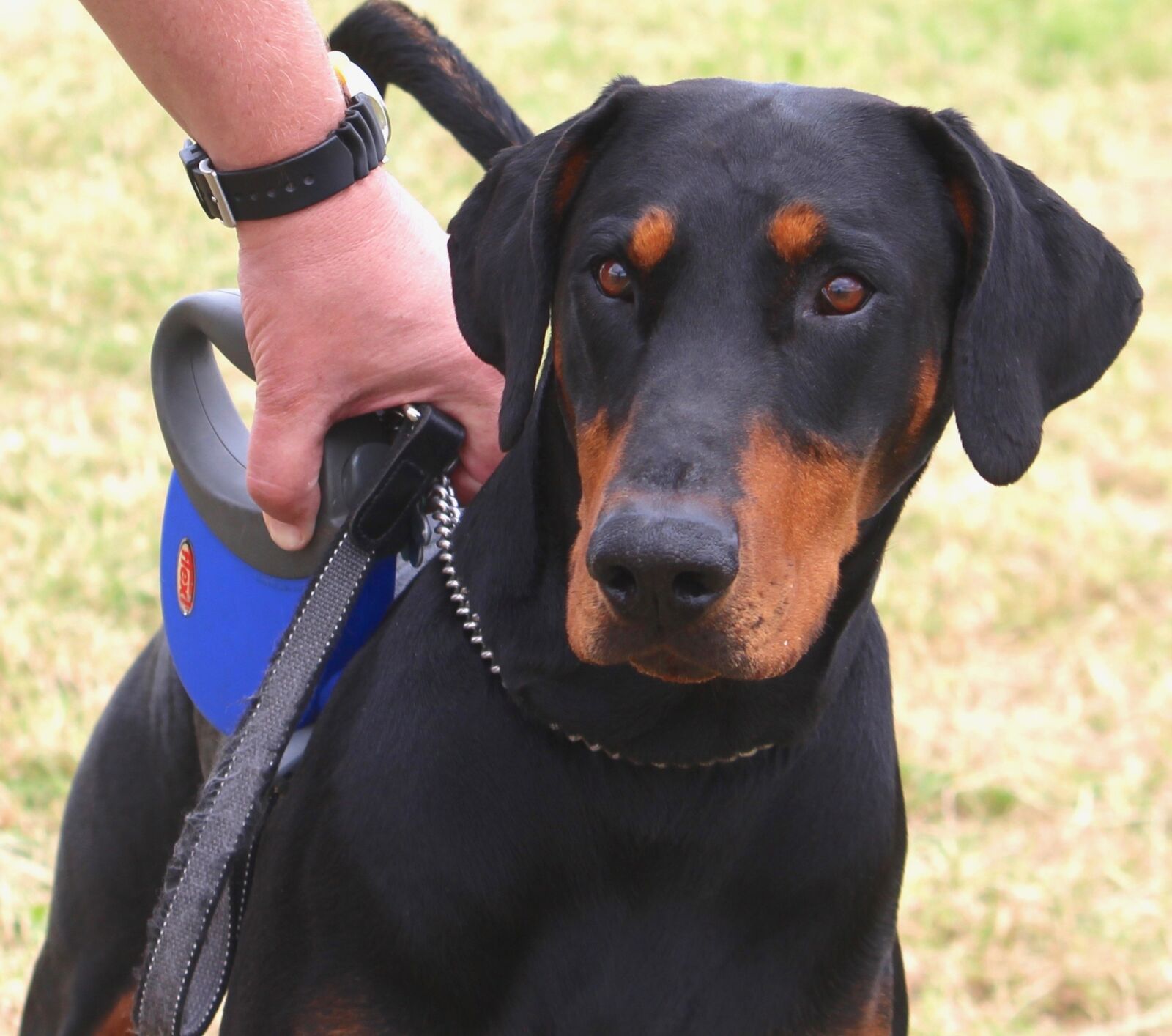 Canon EF-S 55-250mm F4-5.6 IS sample photo. Doberman, dog, animal photography