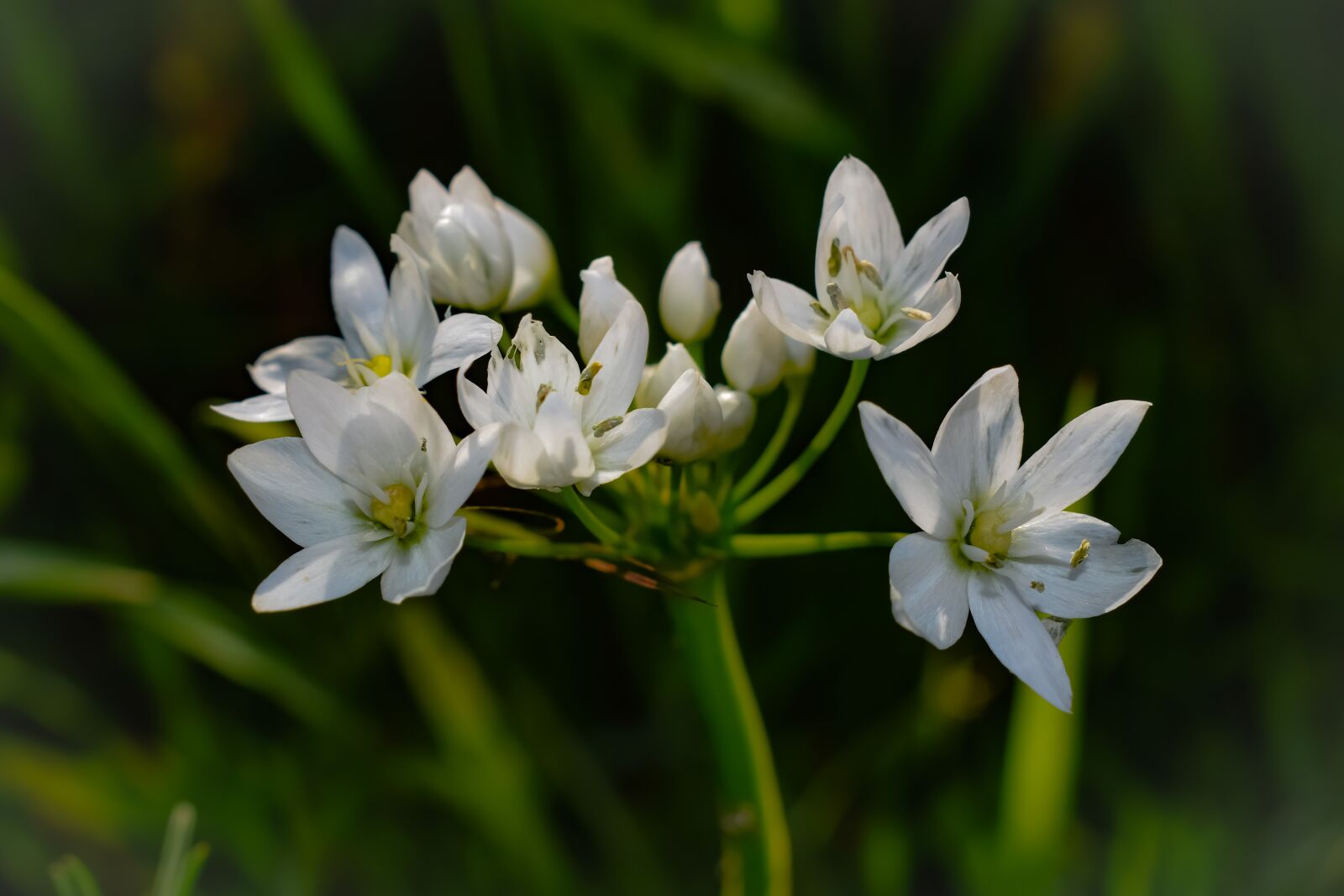 Nikon D3300 sample photo. Flower, white, wildflower photography