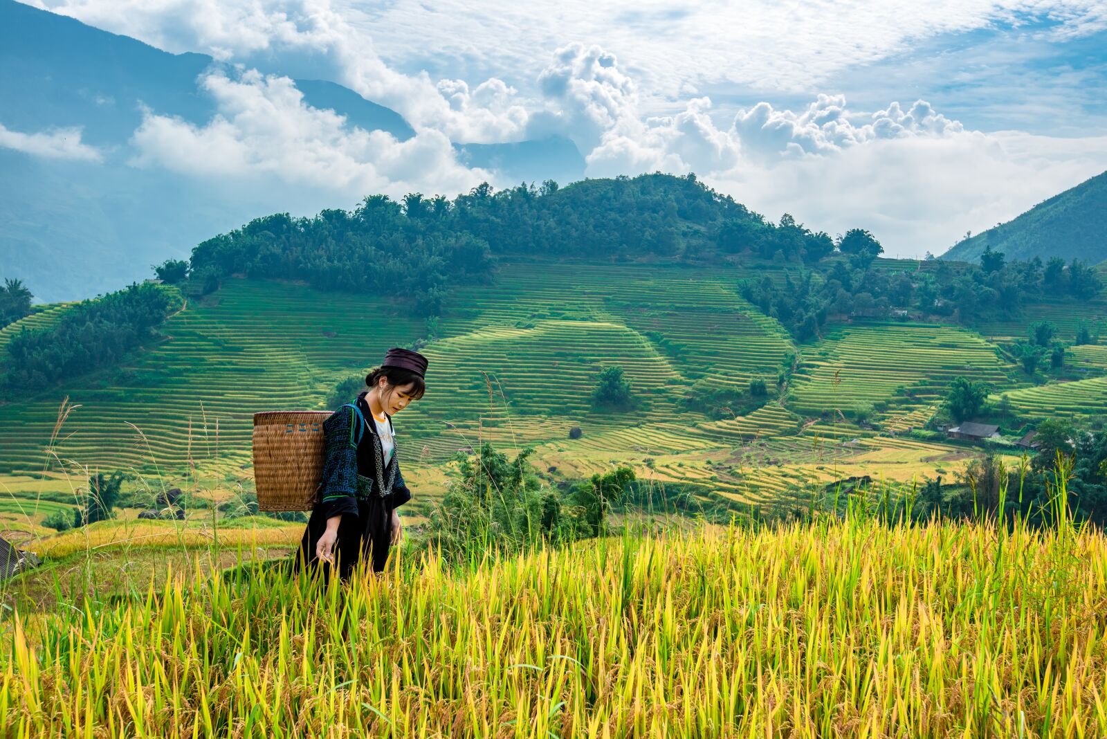 Nikon D750 sample photo. Landscape, terraces, rice photography