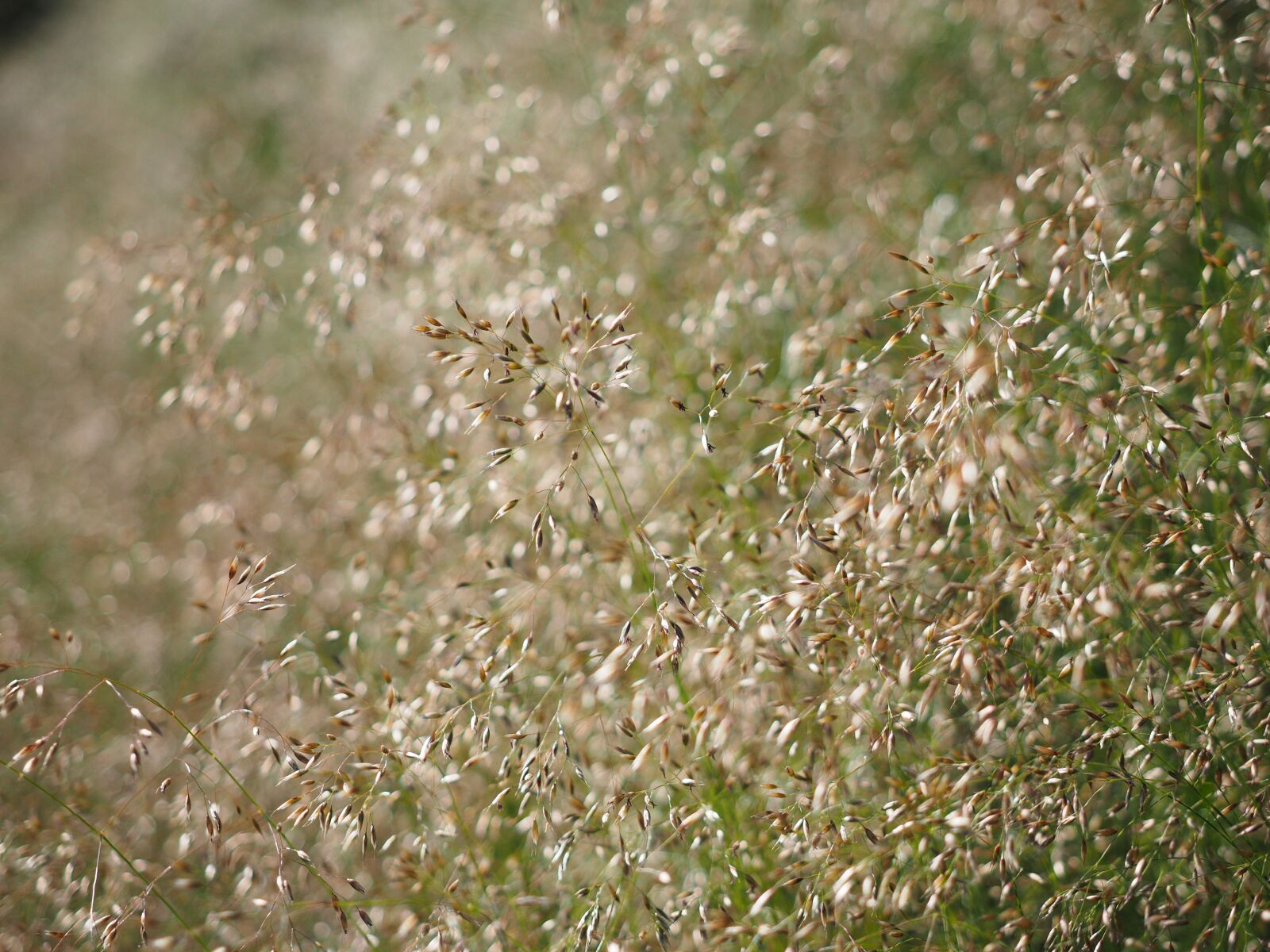 Olympus OM-D E-M1 + Olympus M.Zuiko Digital ED 12-40mm F2.8 Pro sample photo. Red bent grass, inflorescences photography
