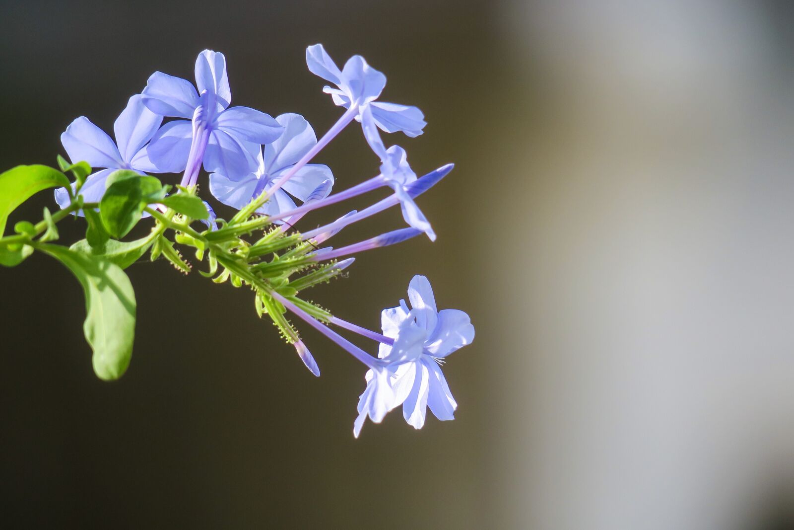 Canon PowerShot G3 X sample photo. Blue flower dan, flower photography