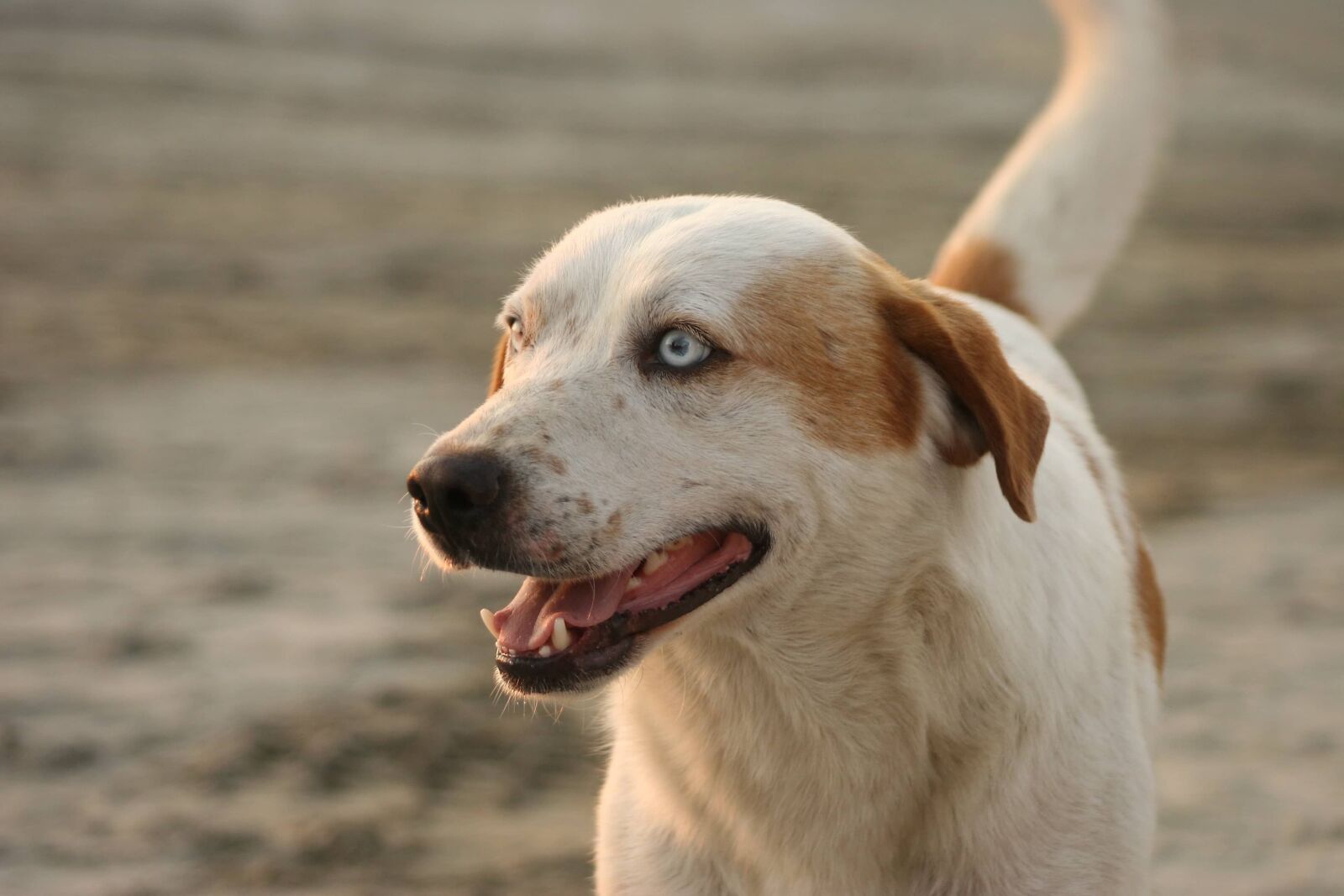 Canon EOS 20D sample photo. Hunting dog, cheerful, head photography