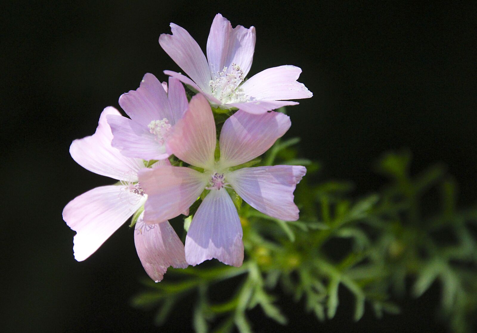 Canon EOS 700D (EOS Rebel T5i / EOS Kiss X7i) sample photo. Mallow, flower, pink photography