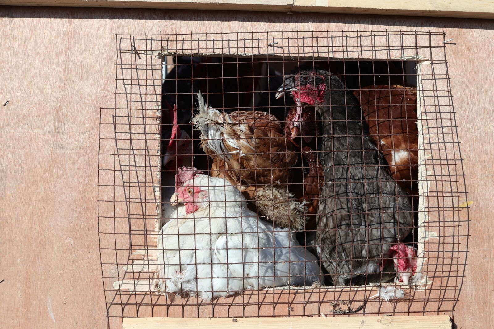 Canon EF 17-40mm F4L USM sample photo. Chiken, farm, chicken photography