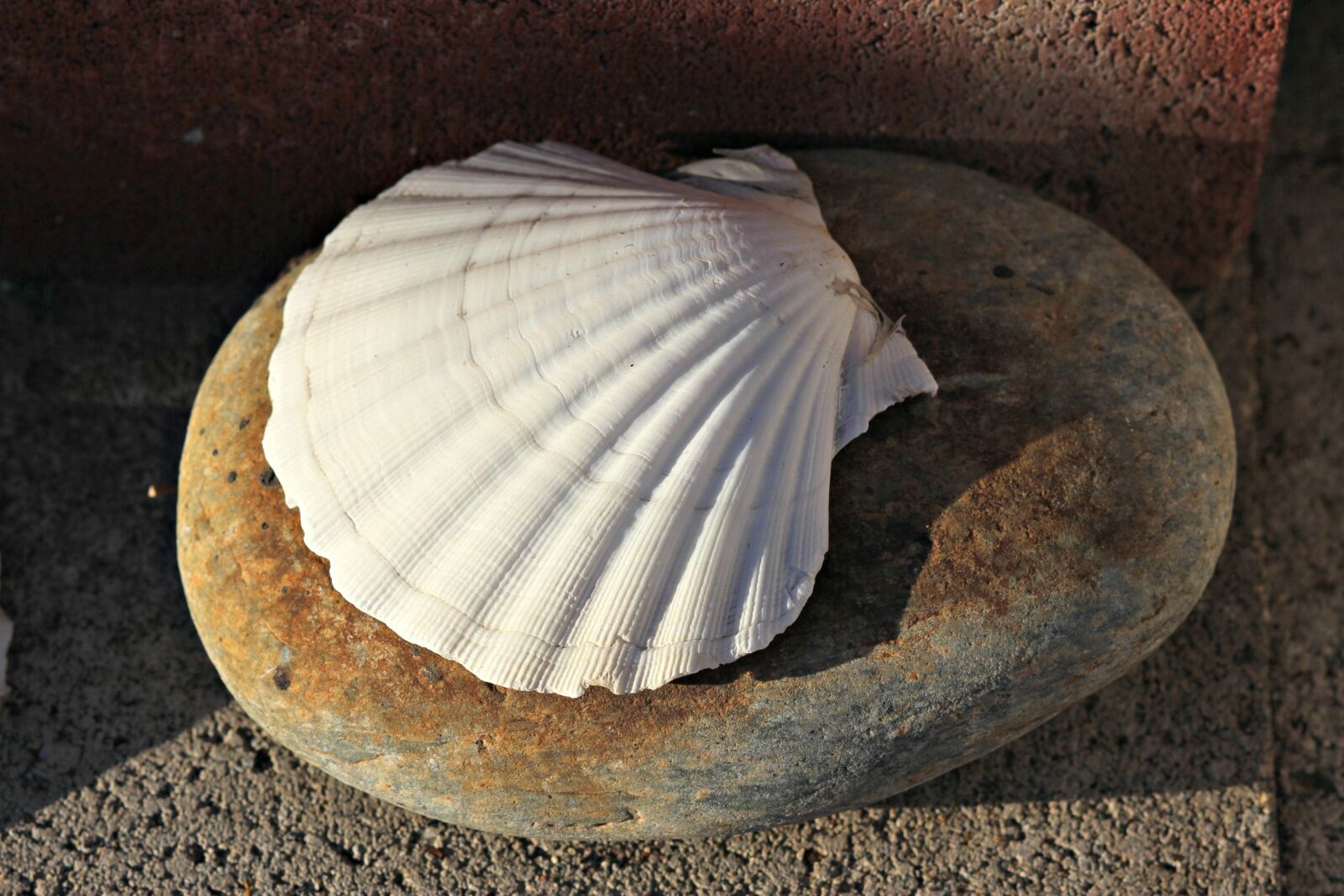 Canon EF 85mm F1.8 USM sample photo. Seashell, clam, shell photography