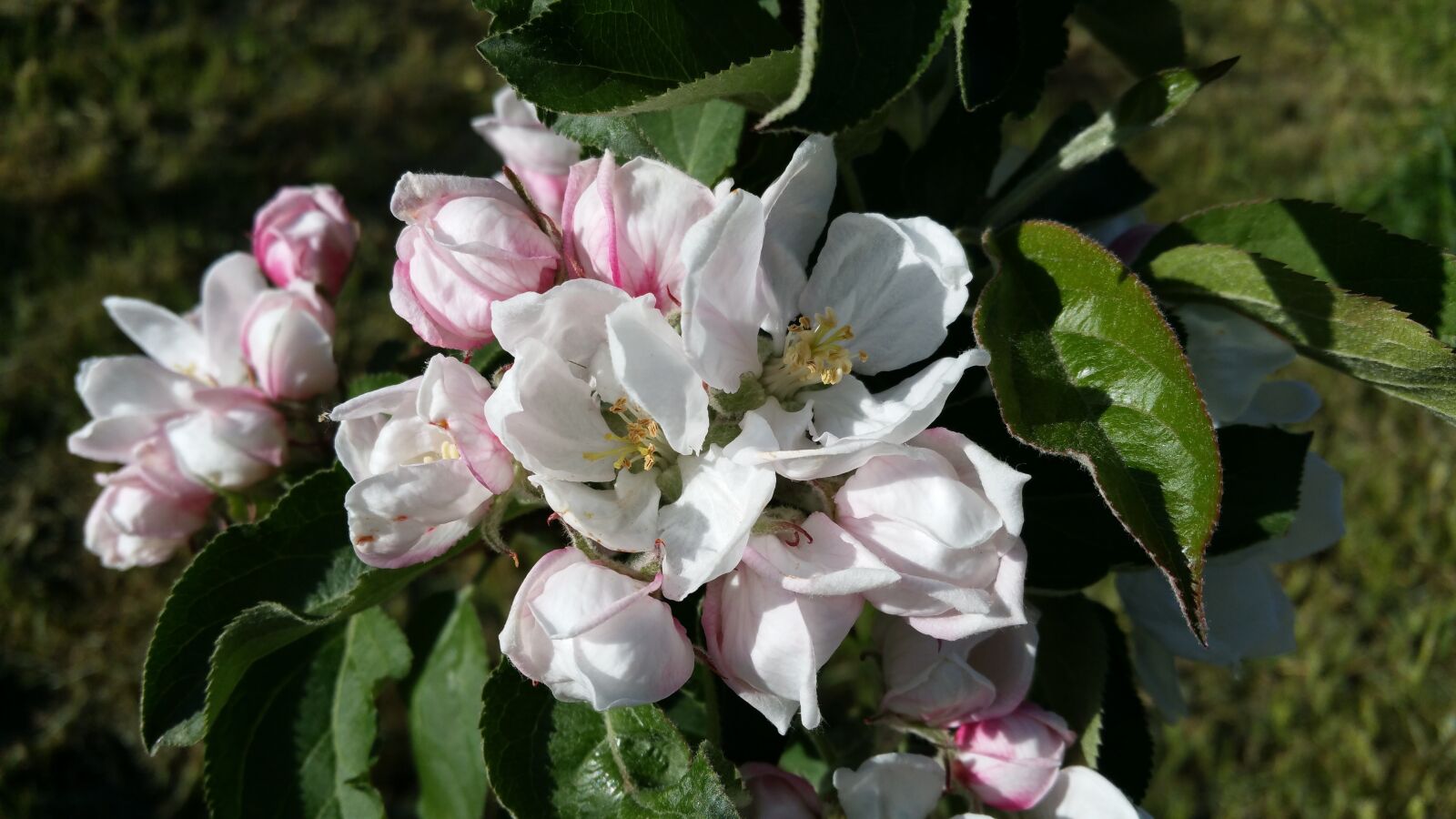 Samsung Galaxy S5 LTE-A sample photo. Apple, apple flowers, bough photography