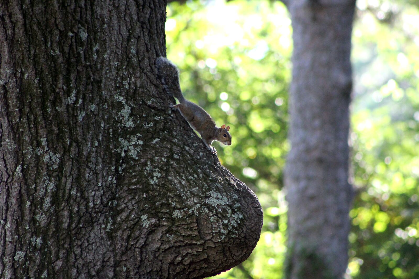 Canon EF 75-300mm f/4-5.6 sample photo. Squirrel, nature, oak photography