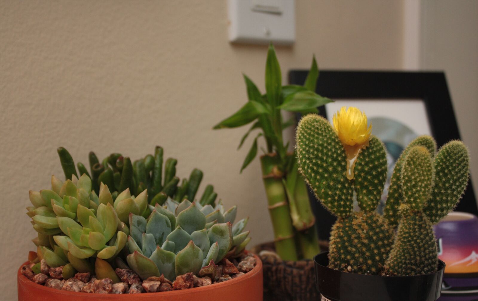 Canon EOS 1000D (EOS Digital Rebel XS / EOS Kiss F) sample photo. Bamboo, cactus, night, plants photography