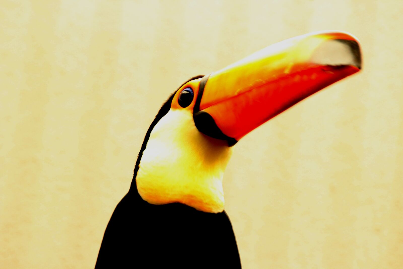 Canon EOS 600D (Rebel EOS T3i / EOS Kiss X5) sample photo. Tropical bird, st louis photography