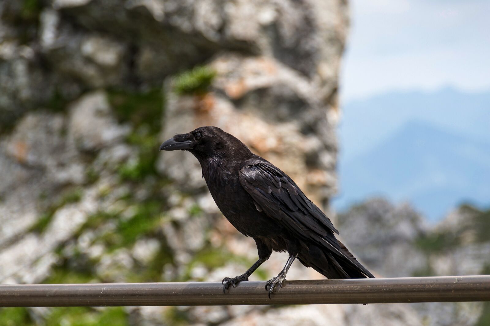 Nikon D3100 sample photo. Chough, raven, mountains photography