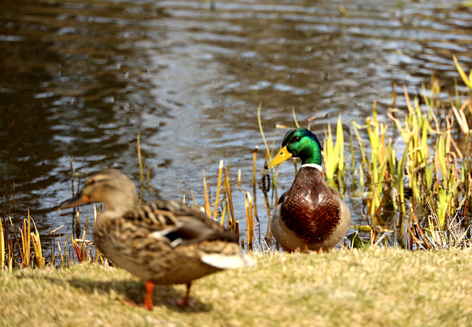 Canon EOS R sample photo. Ducks, animal, nature photography
