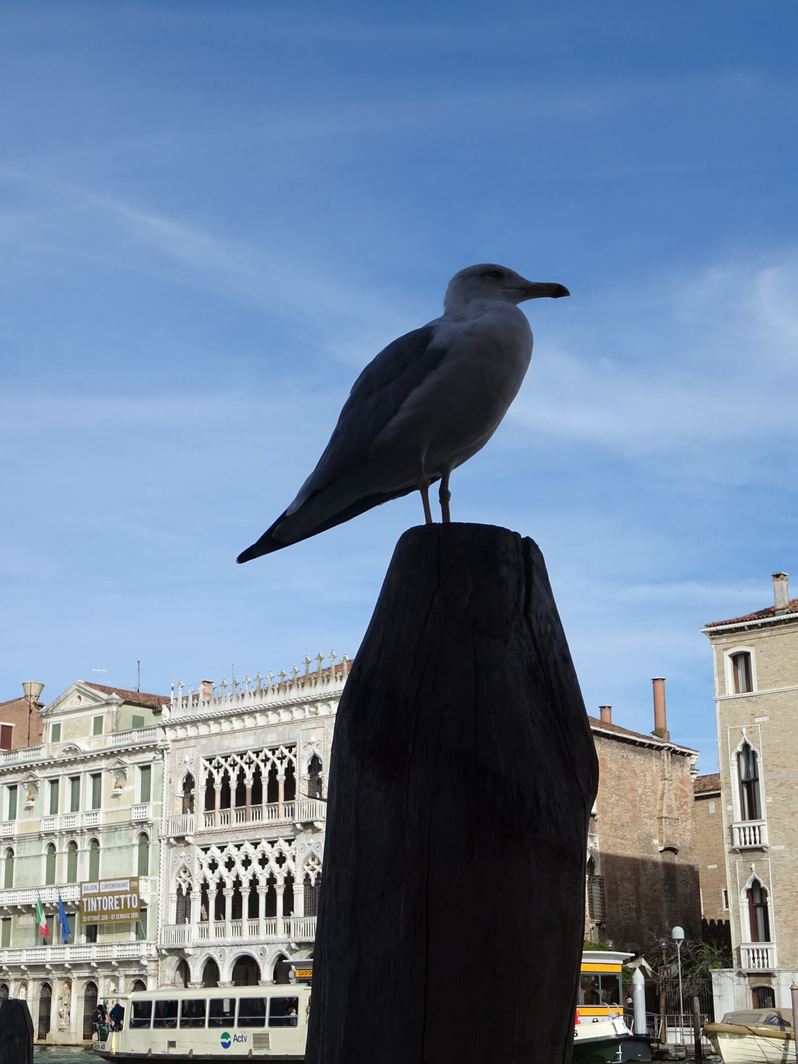 Sony DSC-HX60 sample photo. Venice, seagull, sea photography