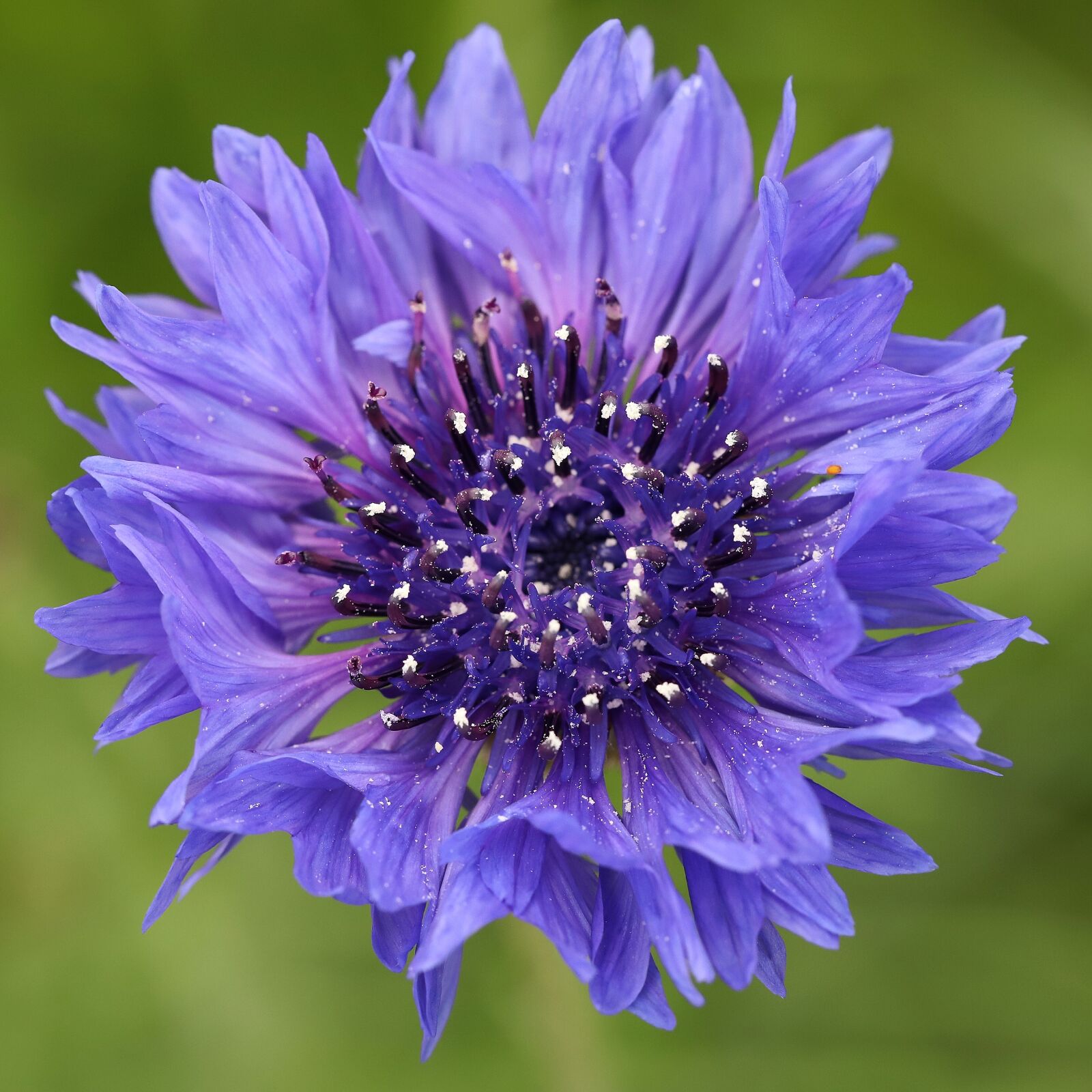 Canon EF 100mm F2.8L Macro IS USM sample photo. Flower daisy, macro, flower photography