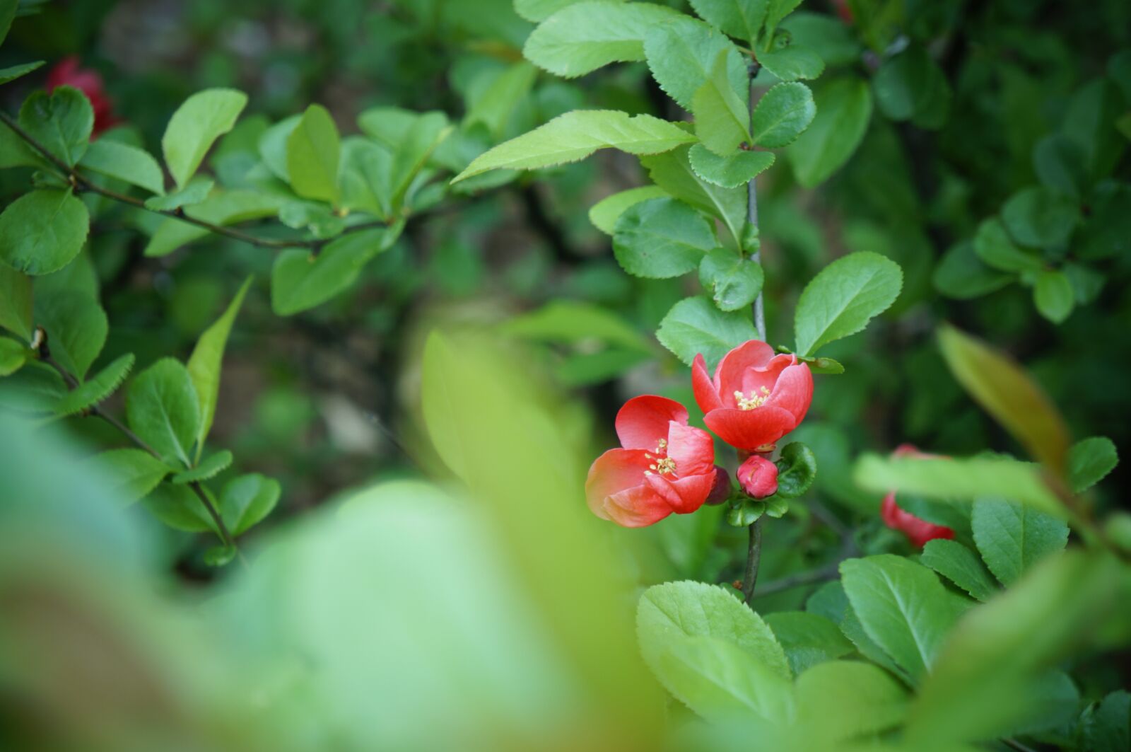 Sony Alpha NEX-5R sample photo. Flowers, summer, plants photography