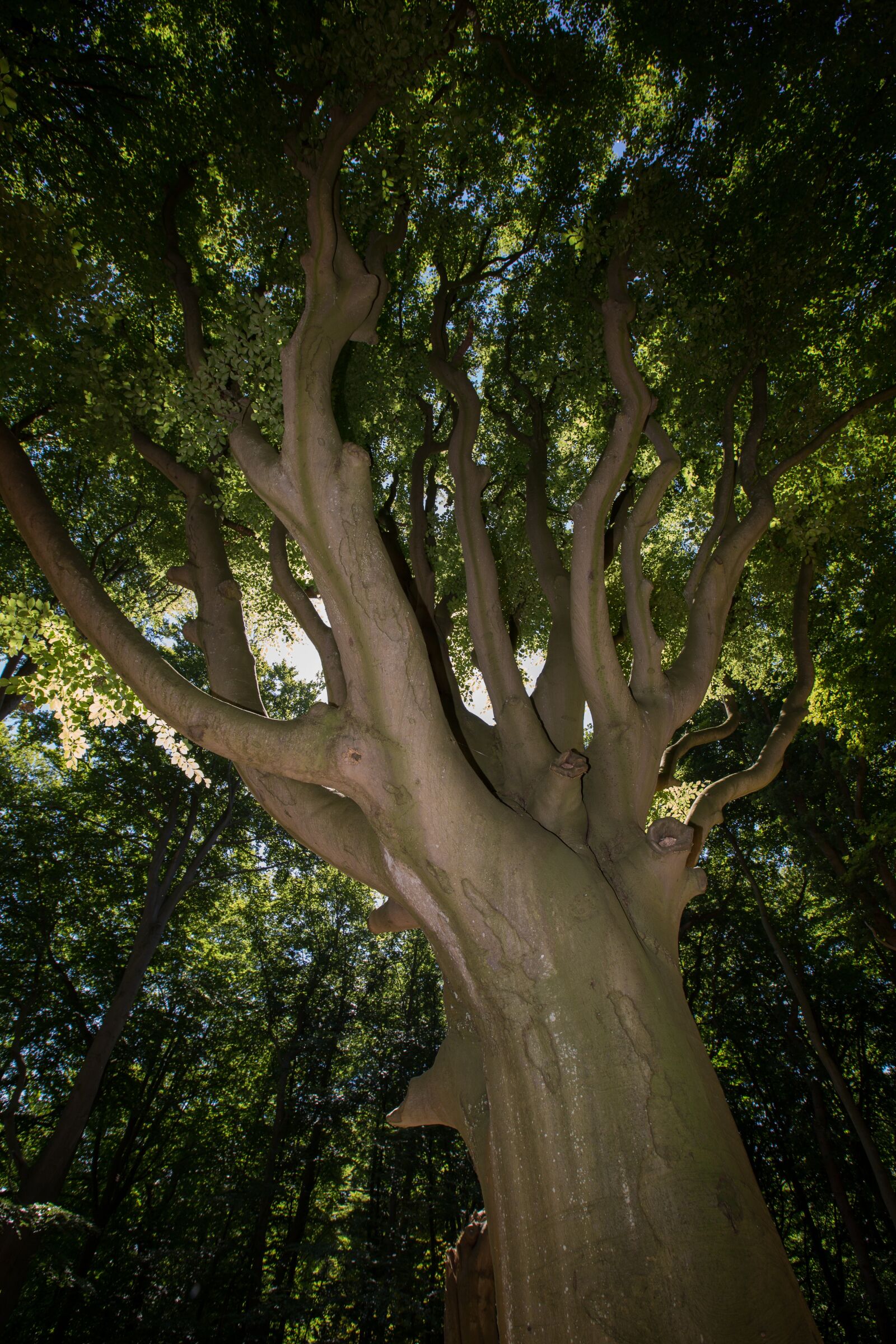 Canon EF 16-35mm F2.8L II USM sample photo. Tree, wood, forest photography