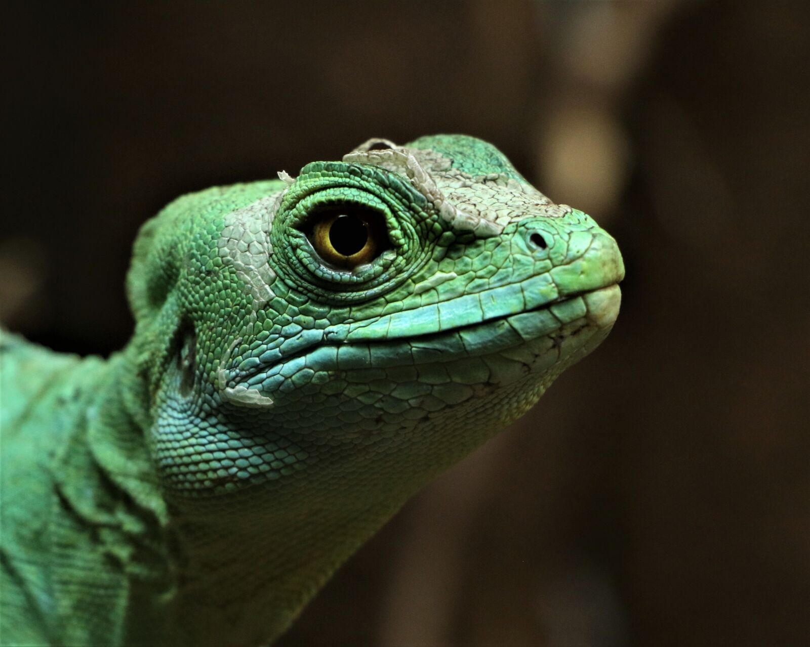 Canon EOS 70D sample photo. Lizard, reptile, green photography