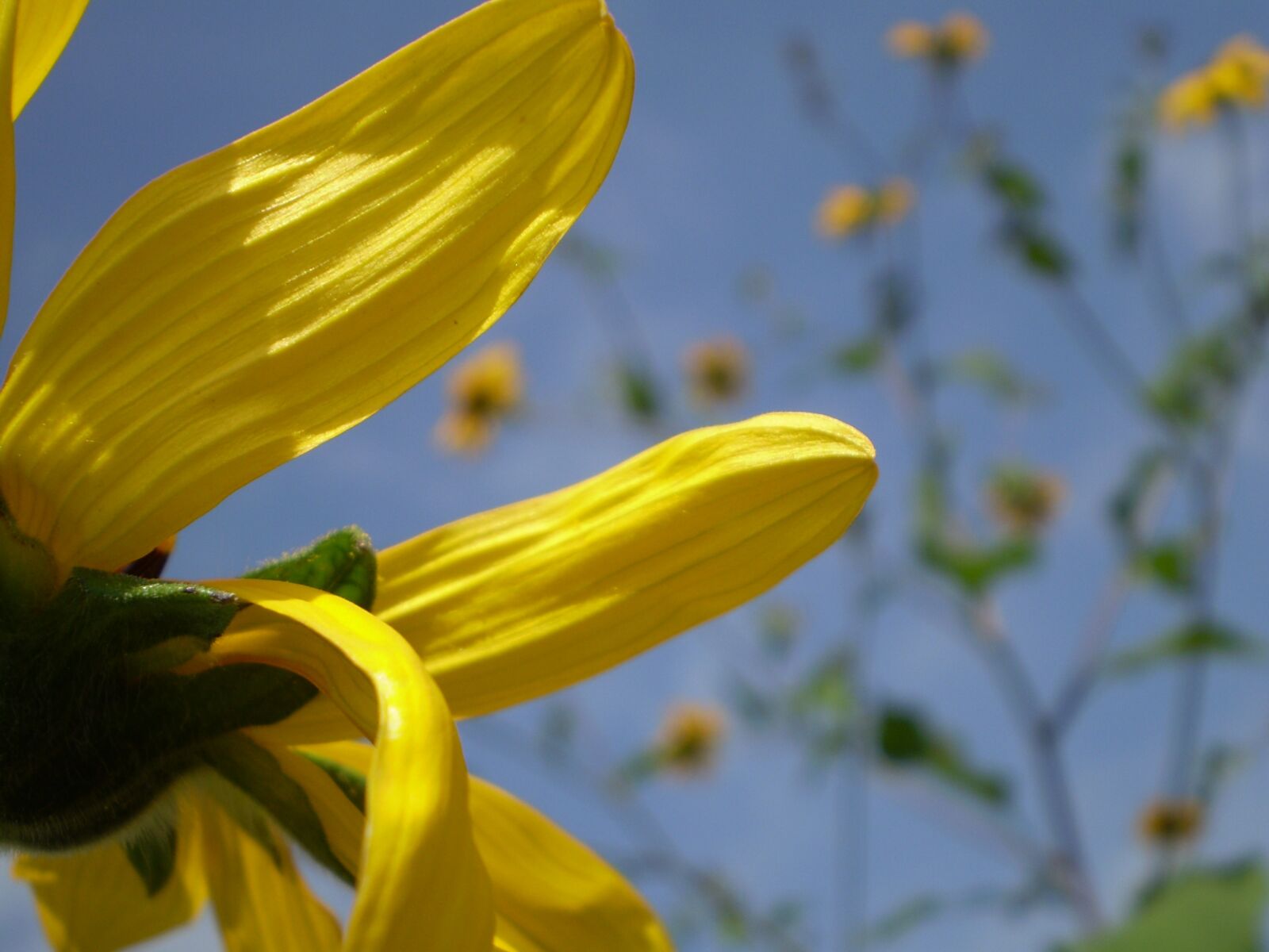 Olympus FE210,X775 sample photo. Yellow flower, petals beautiful photography