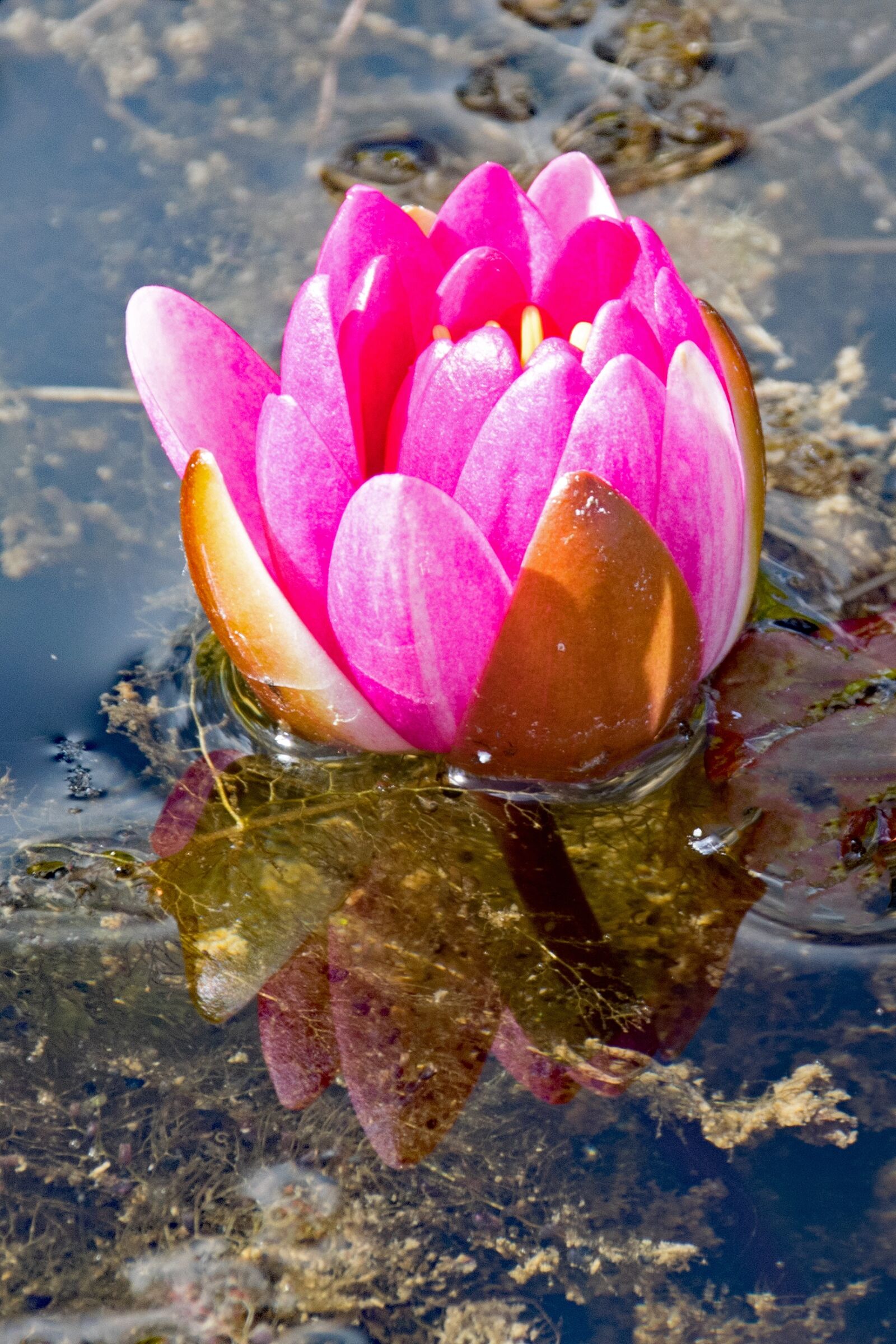 Nikon D5300 sample photo. Rose, water lily, flowers photography