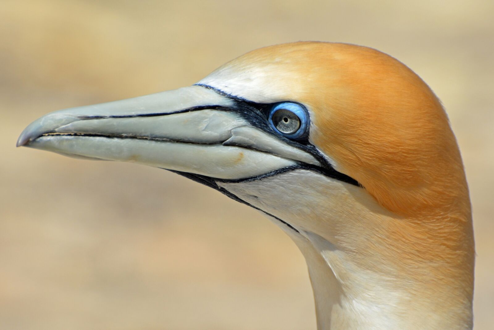 Nikon D7100 sample photo. Northern gannet, bird, animal photography