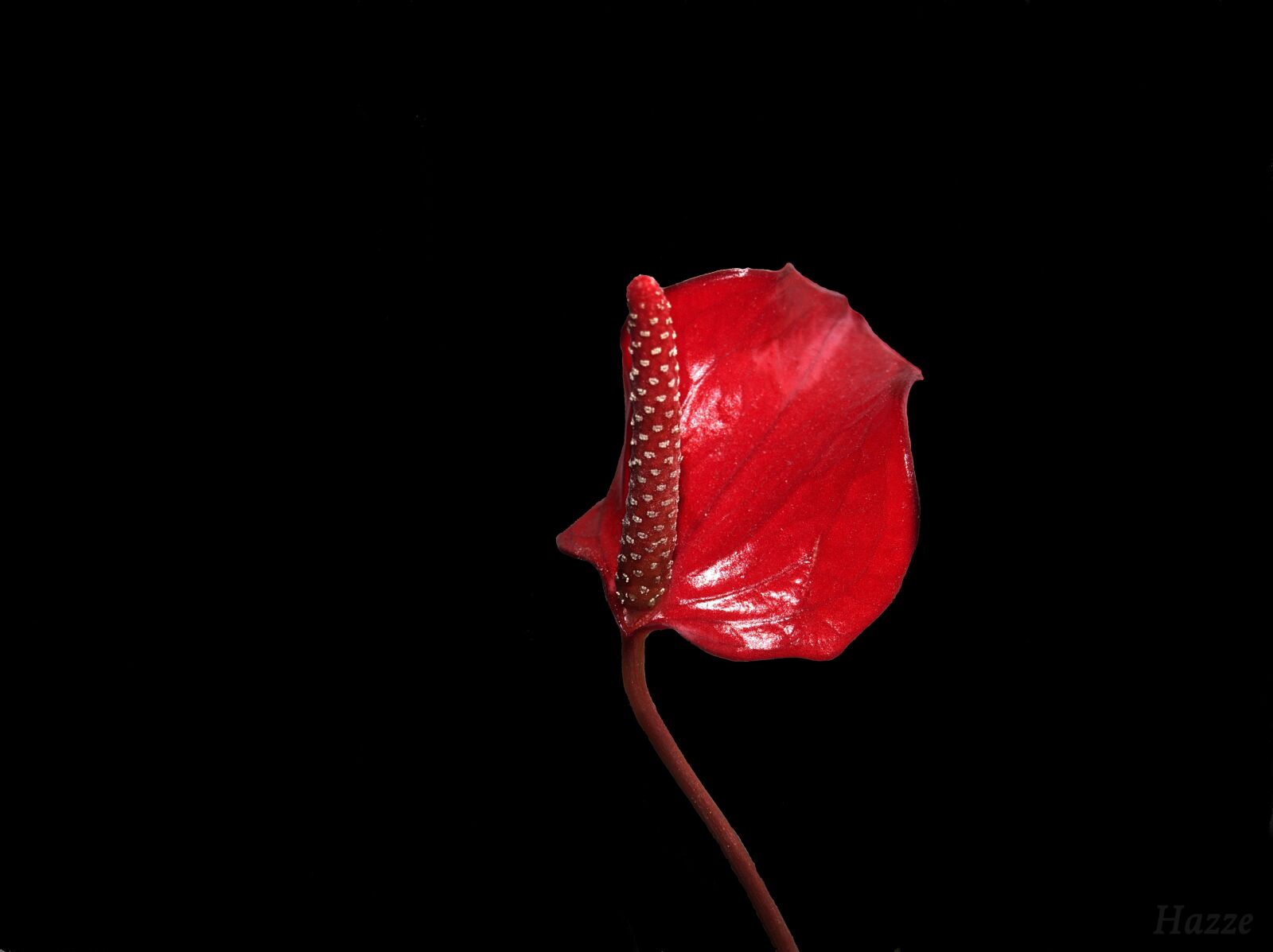 Olympus OM-D E-M5 sample photo. Flower, red flower, nature photography