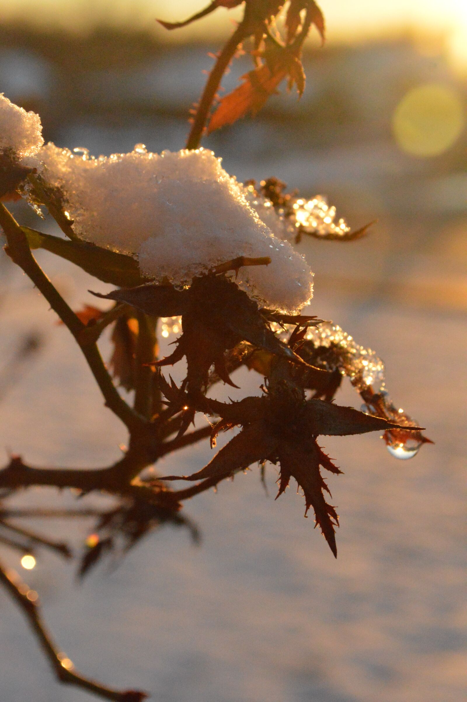 Nikon D3200 sample photo. Snow, winter, droplets photography