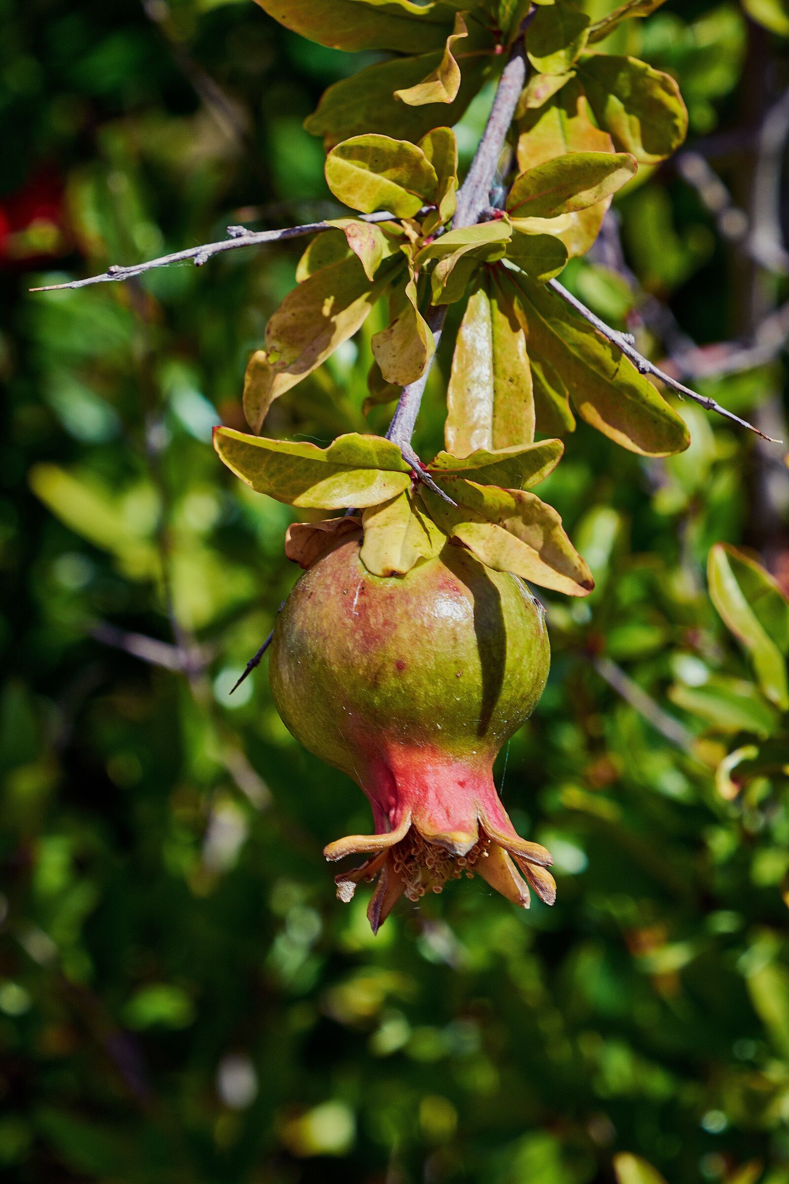 Nikon D7200 sample photo. Flower, color, plant photography