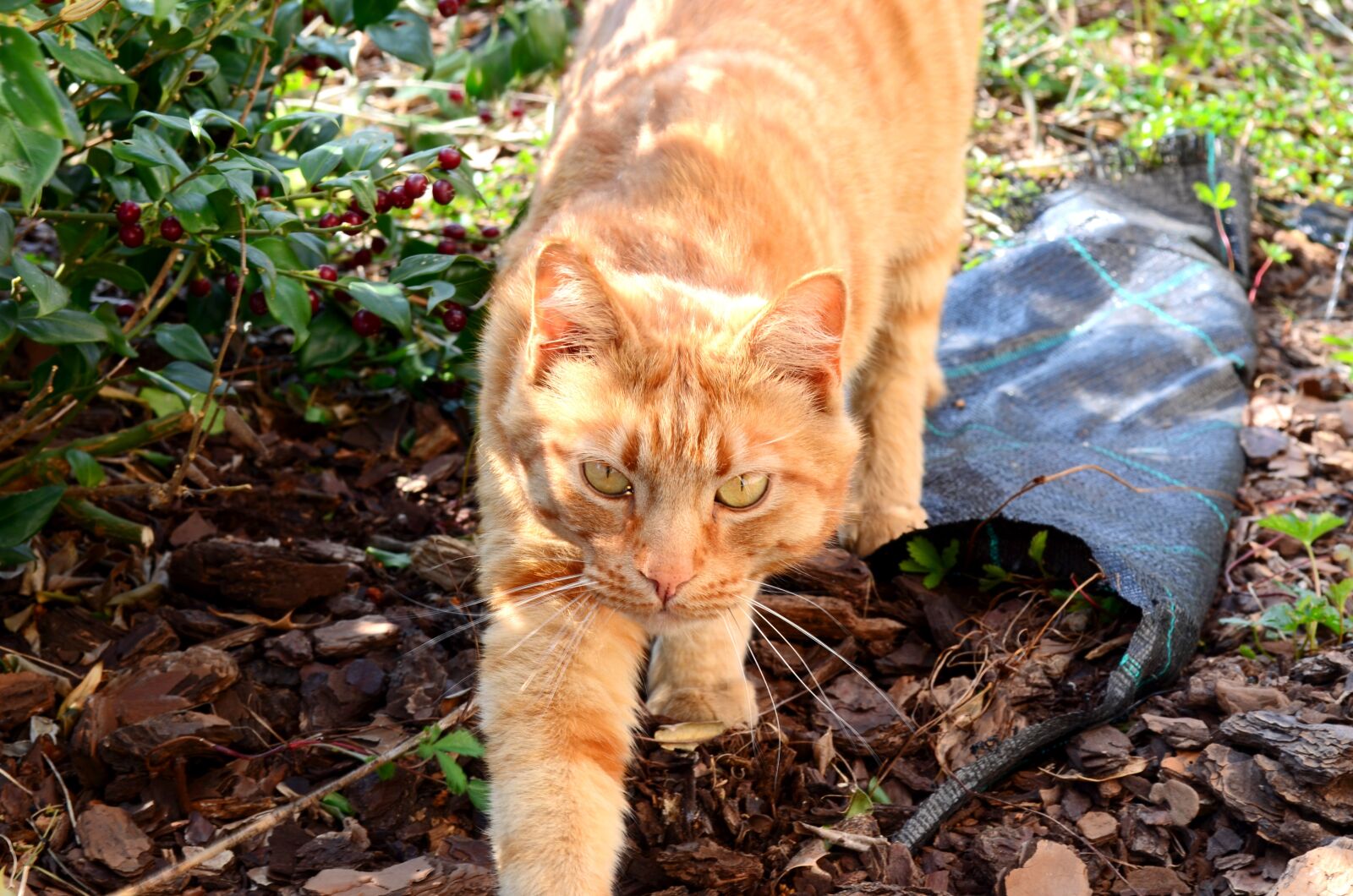 Nikon D5100 sample photo. Red cat, cat, animal photography