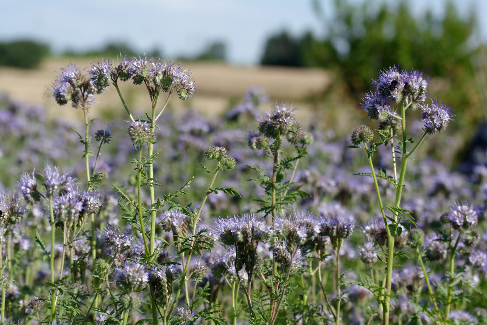 Nikon D5200 sample photo. Tansy phacelia, facelia, blue photography
