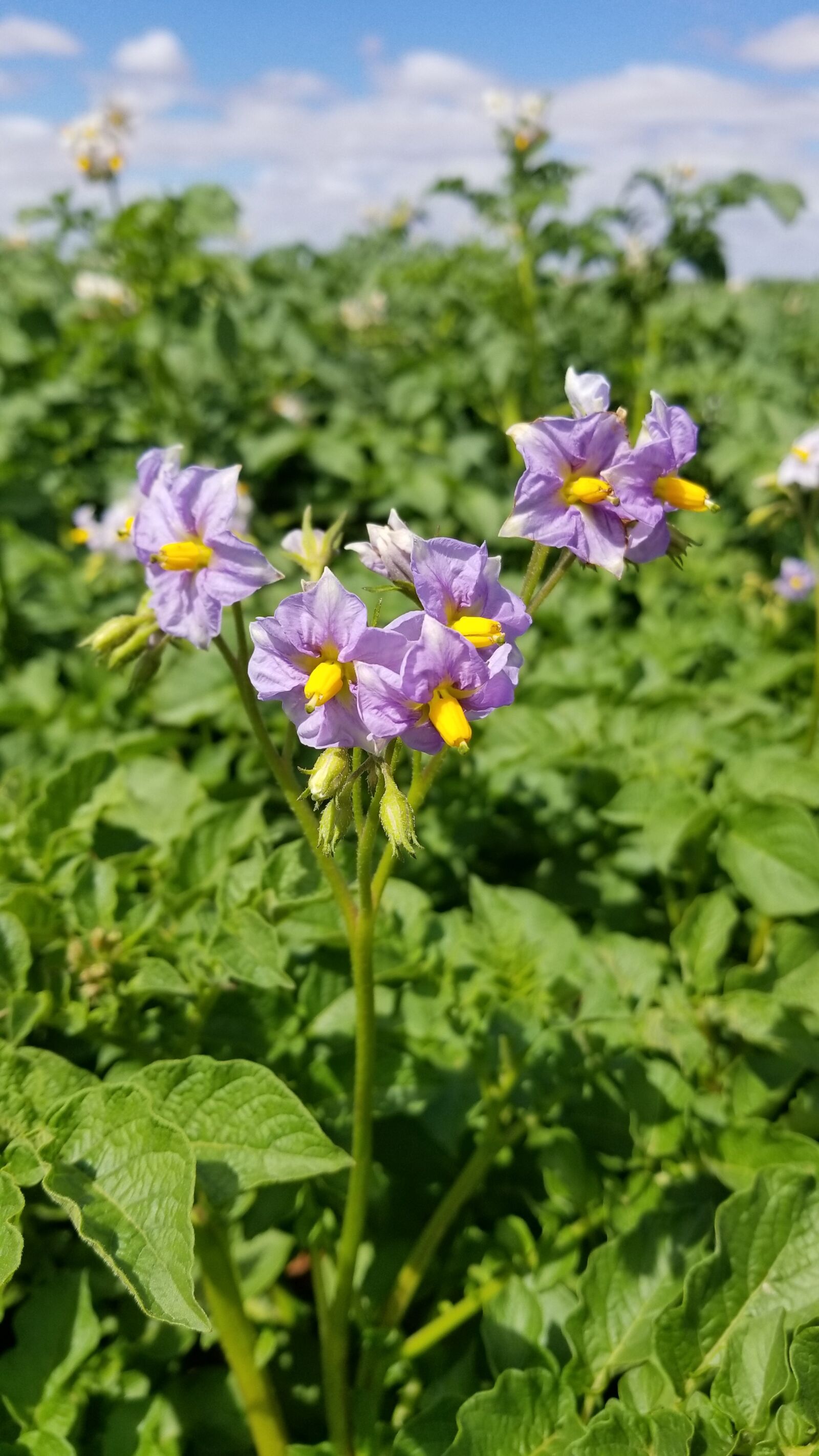 Samsung Galaxy S8 sample photo. Nature, flower, flora photography