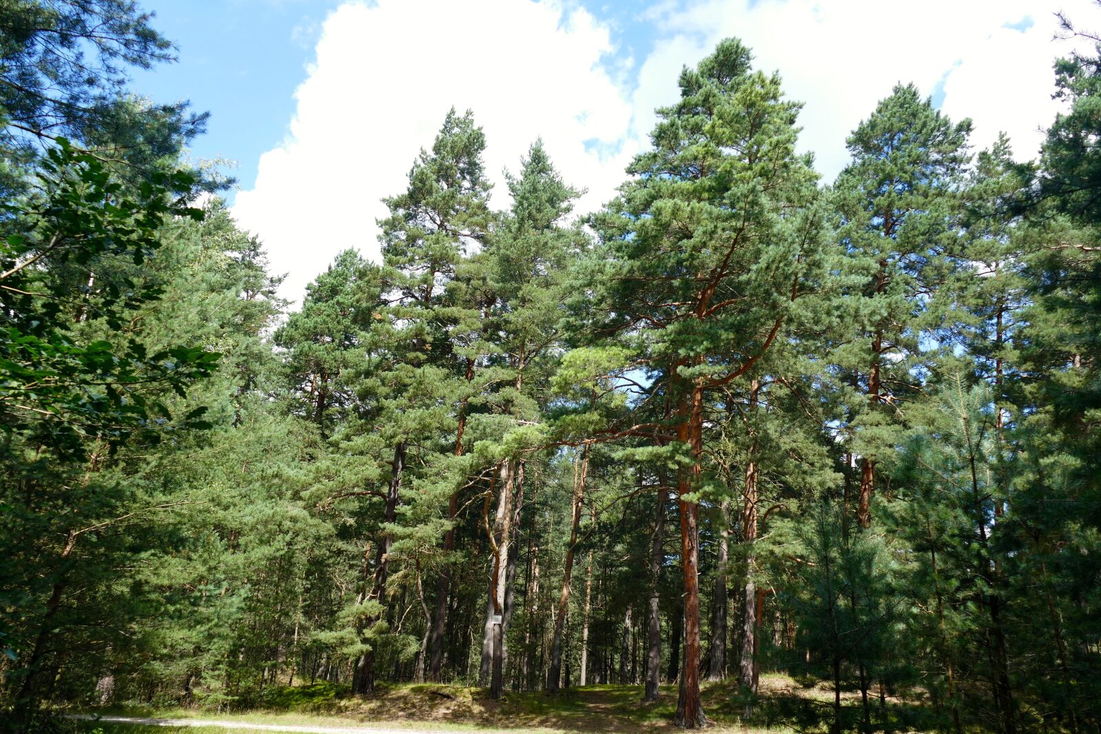Panasonic Lumix DMC-FZ1000 sample photo. Nature, forest, trees photography