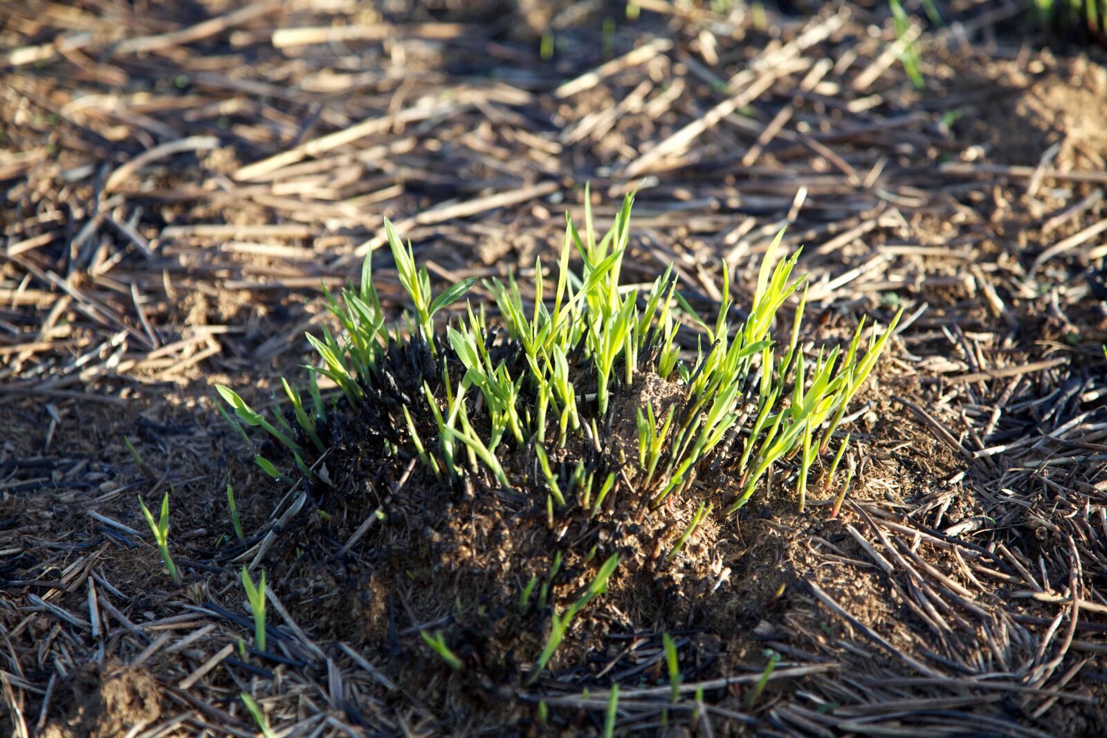 Canon EOS 5D Mark II sample photo. Big, bluestem, grasses, fire photography