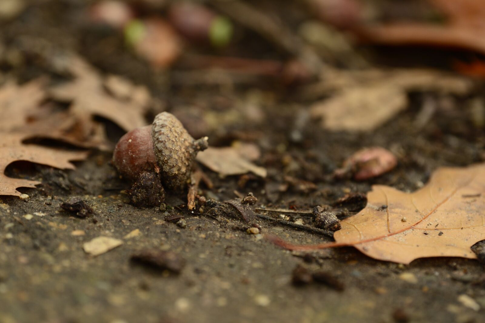 Nikon Df sample photo. Acorns, autumn, oak photography