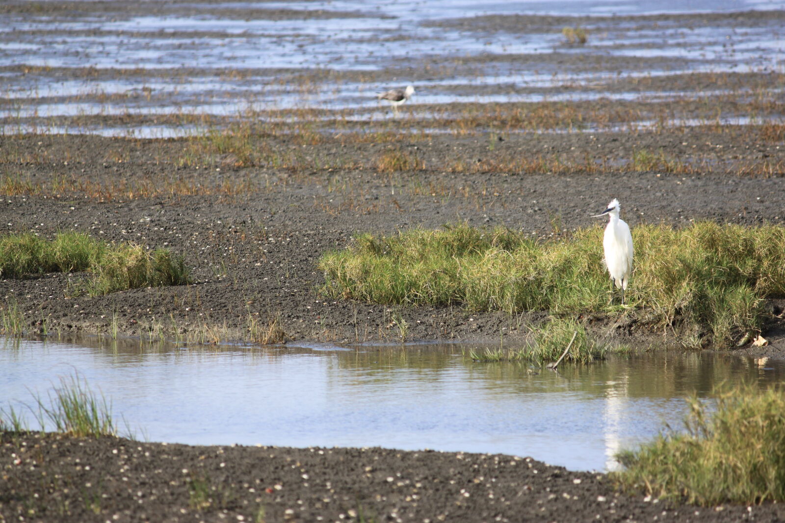 Canon EOS 500D (EOS Rebel T1i / EOS Kiss X3) + Canon EF-S 55-250mm F4-5.6 IS sample photo. Gaomei, wetlands, little, egret photography