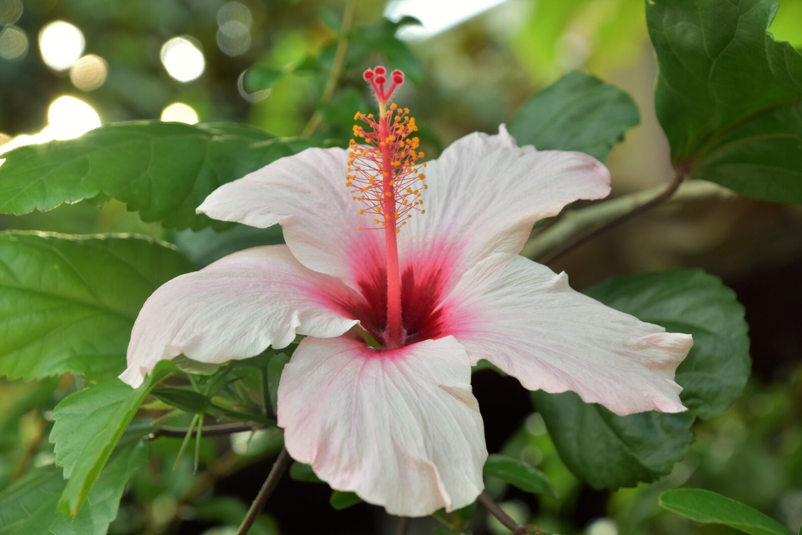 Nikon D5600 sample photo. Flower, nature, plants photography